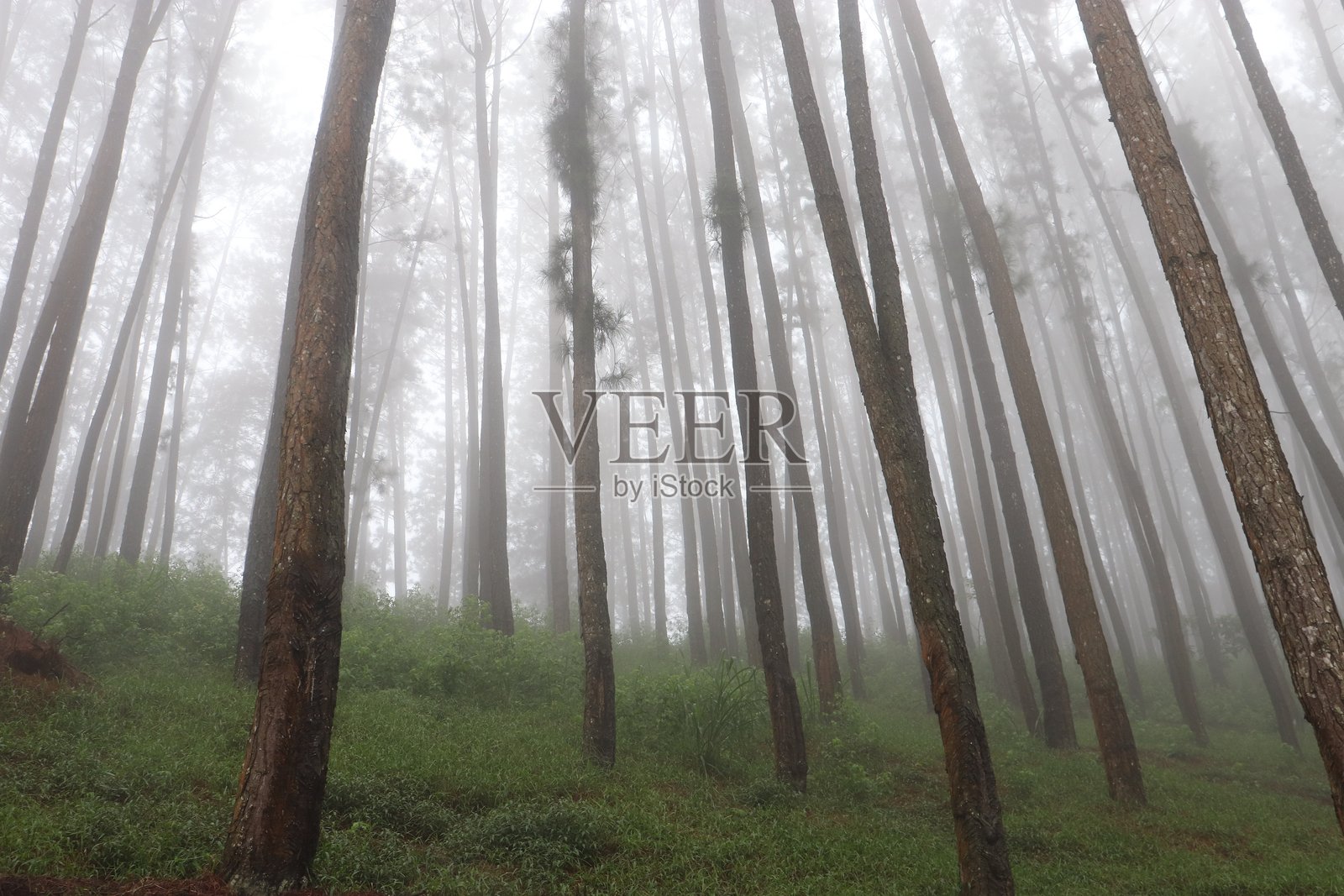 雾中的松树森林照片摄影图片