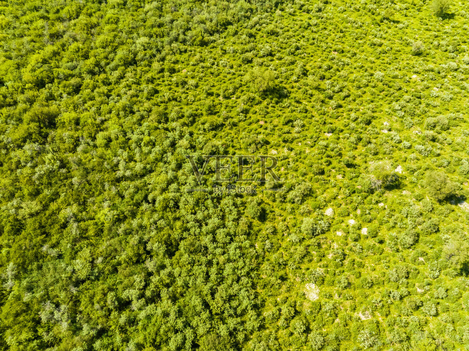 中国新疆伊犁扎窝苏湿地公园，特克斯河。照片摄影图片