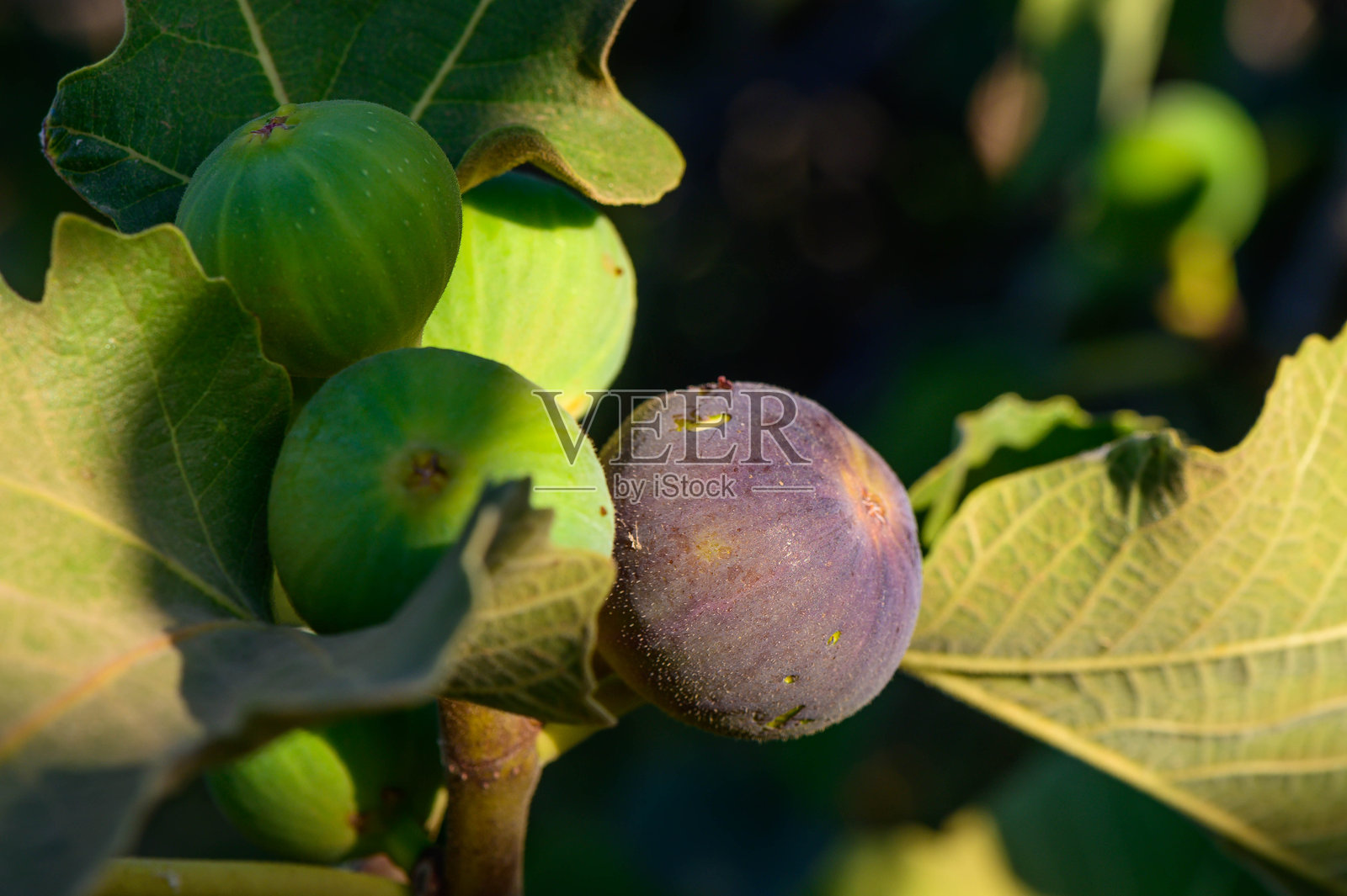 成熟的紫色无花果紧紧挂在树枝上，周围是郁郁葱葱的绿叶照片摄影图片