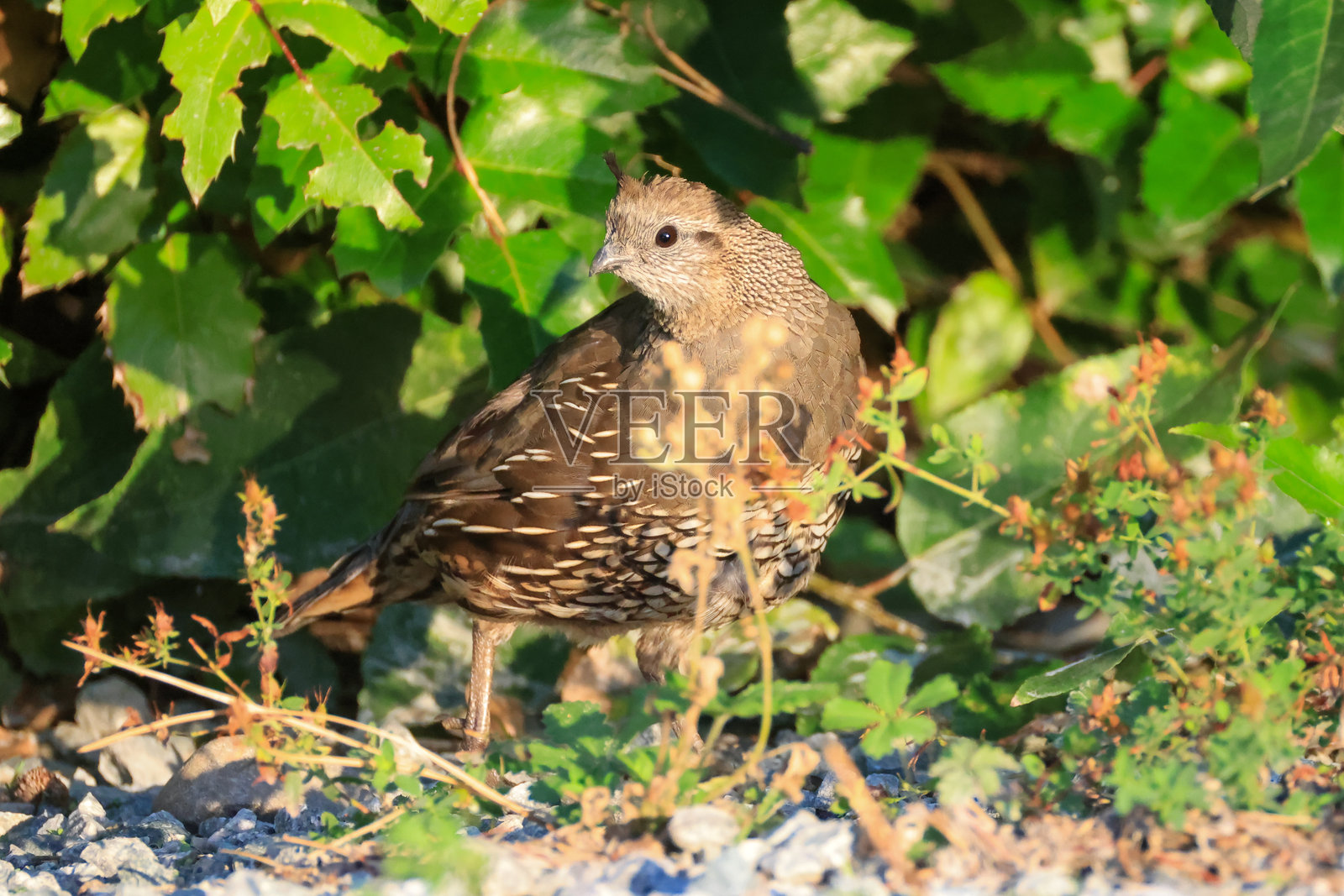 不列颠哥伦比亚省的一只古老世界的鹌鹑照片摄影图片