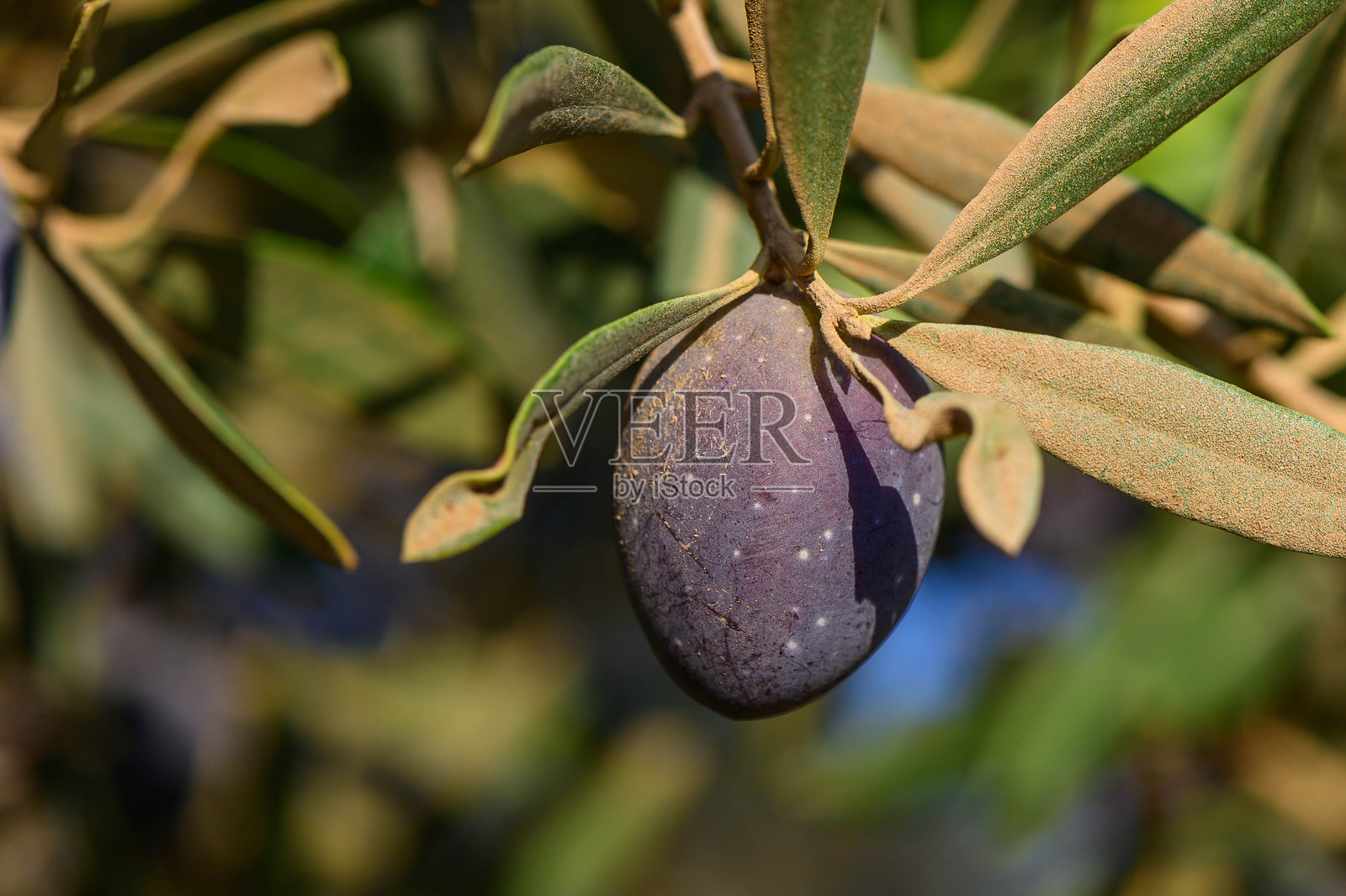 橄榄树上生长的橄榄特写镜头照片摄影图片