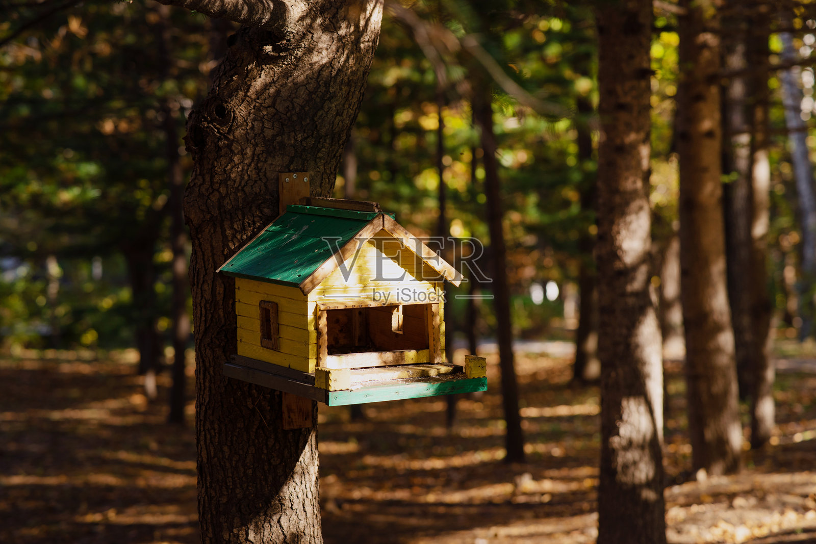 秋季森林背景下的云杉树上的黄色鸟屋。照片摄影图片