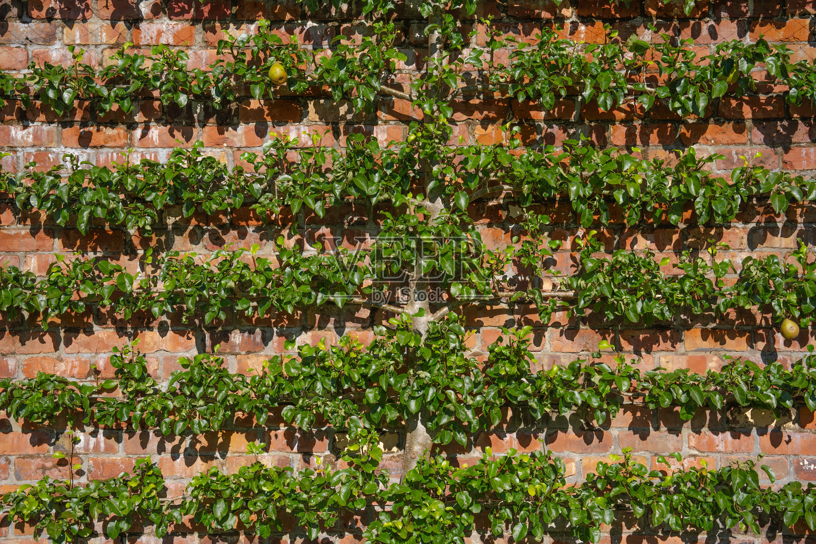 成熟的梨树 espalier 贴靠在砖墙上的全景图照片摄影图片