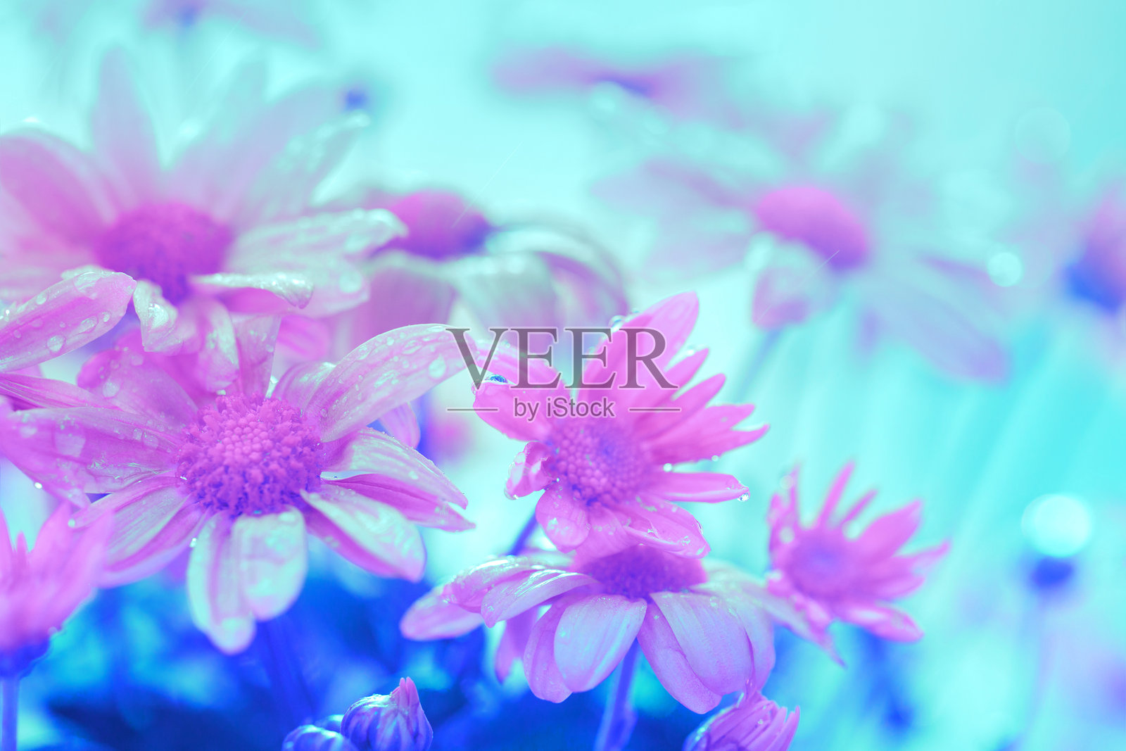 复古花卉背景在日落光线下照片摄影图片