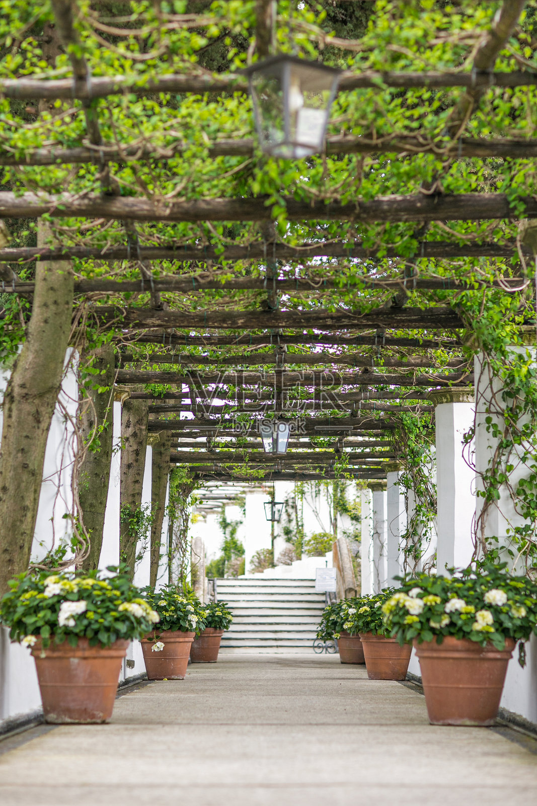 拉韦洛别墅藤上的紫藤盛开，位于阿马尔菲海岸。照片摄影图片