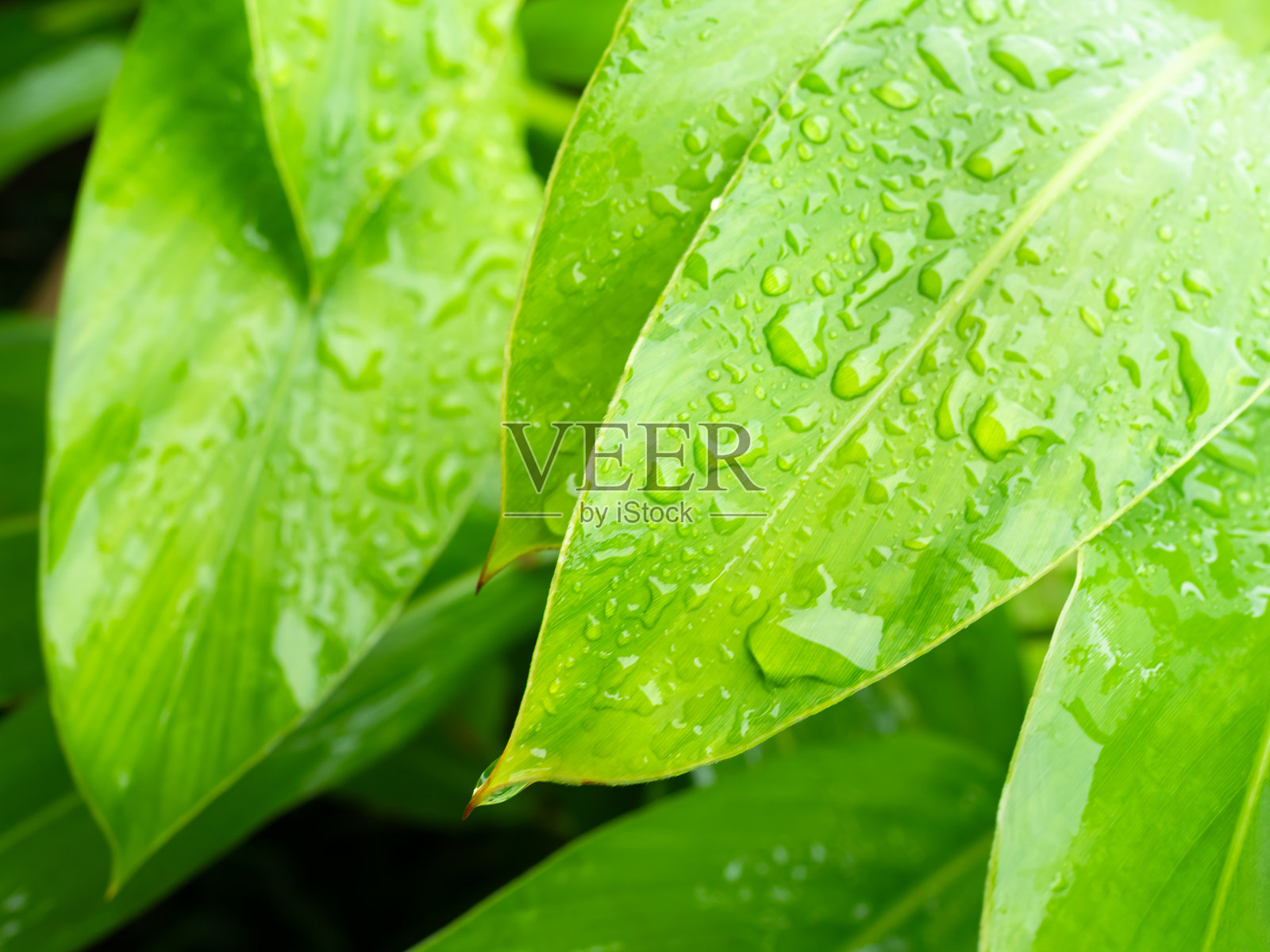 绿叶背景上的露珠，晨雨滴落，清新湿润的生命植物，光影之美，春天的环境，叶片表面生长，夏季自然天气，花园环境的对话。照片摄影图片