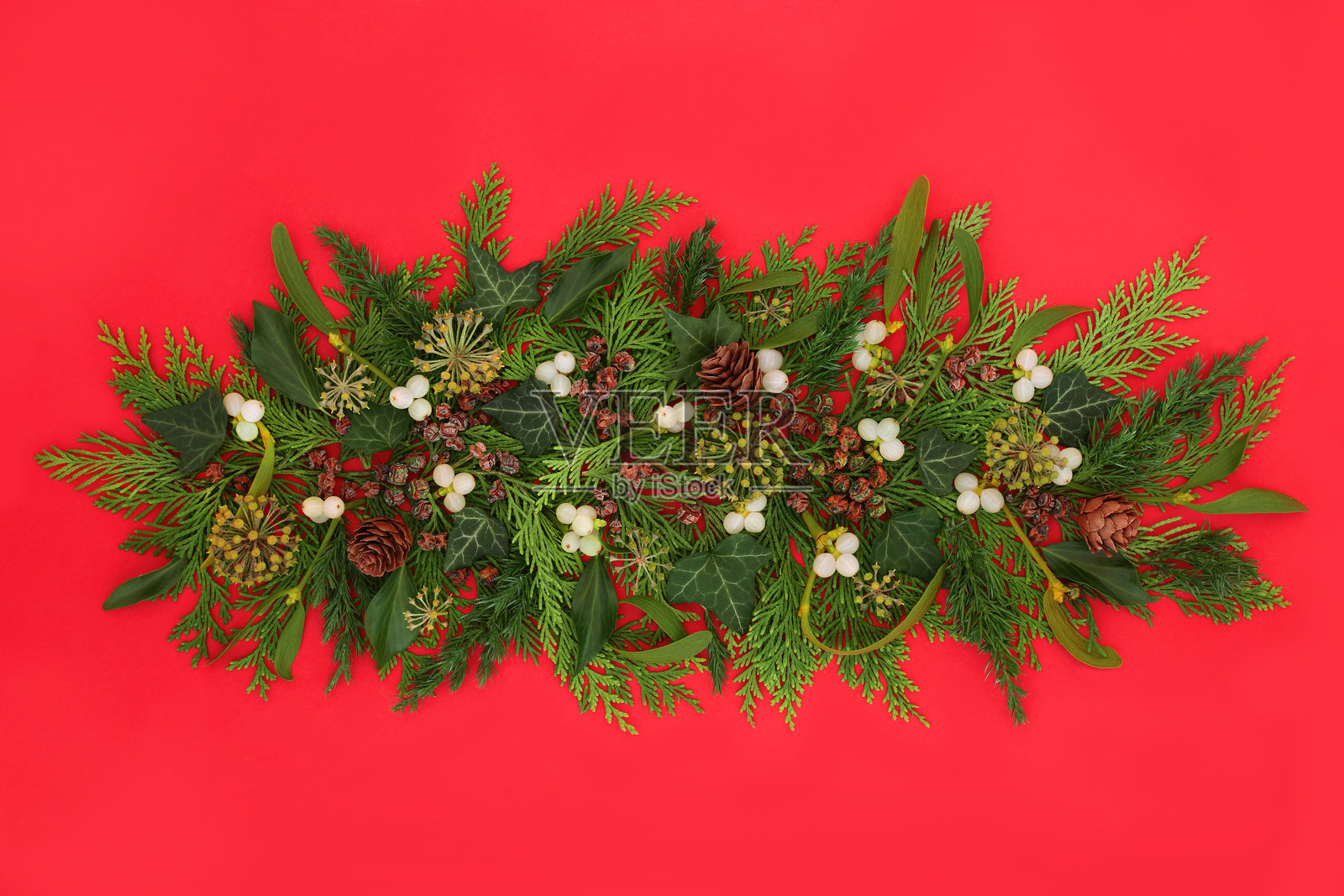 冬季圣诞节自然植物绿色设计照片摄影图片