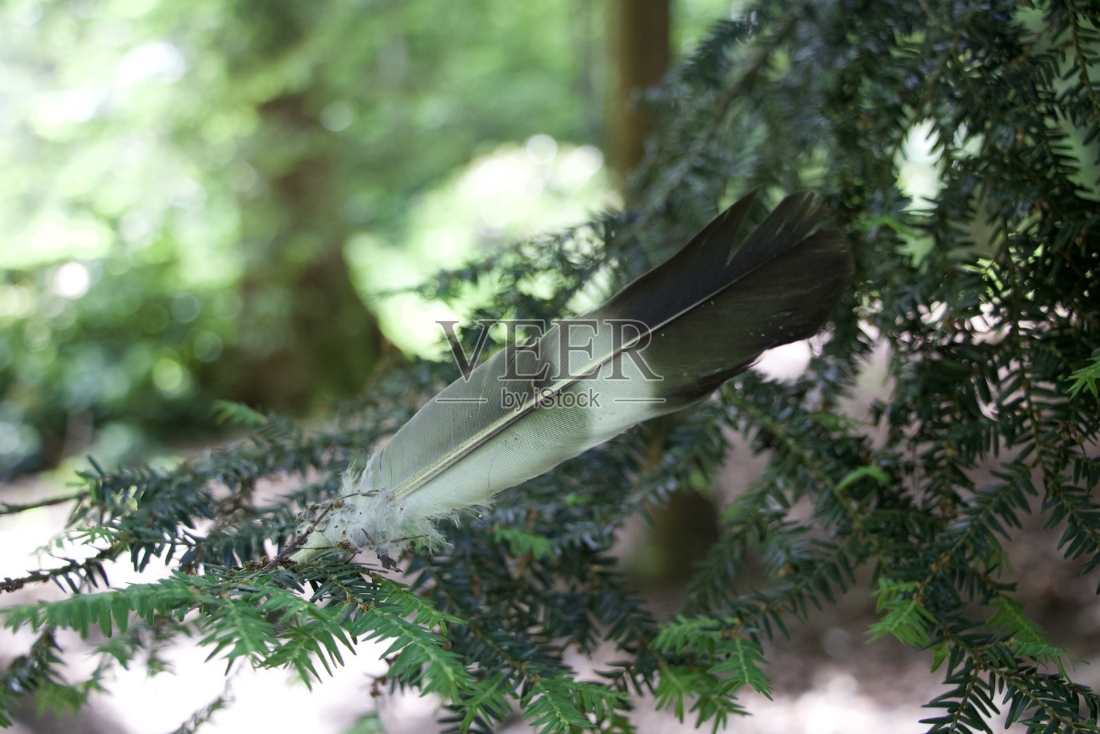 一根美丽的羽毛落在了刺树上照片摄影图片