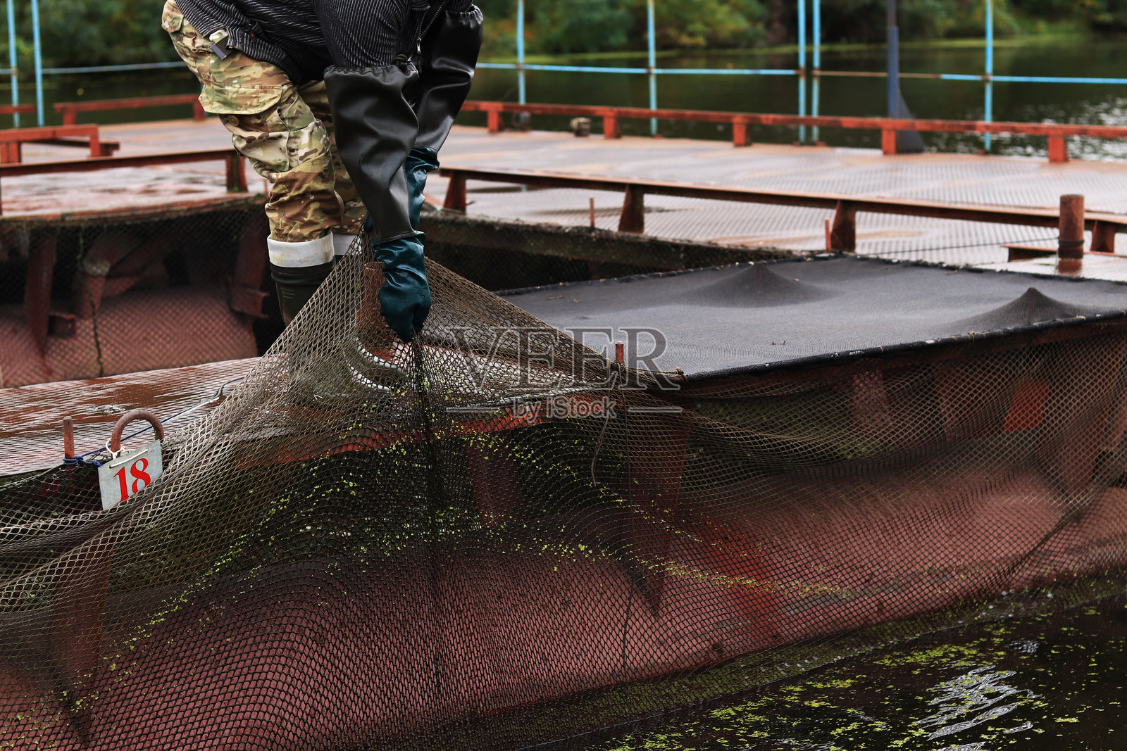 一名鱼场工人正在拉出装有鱼的渔网照片摄影图片