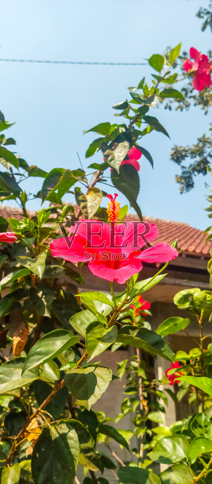 鞋黑植物，红色花朵照片摄影图片