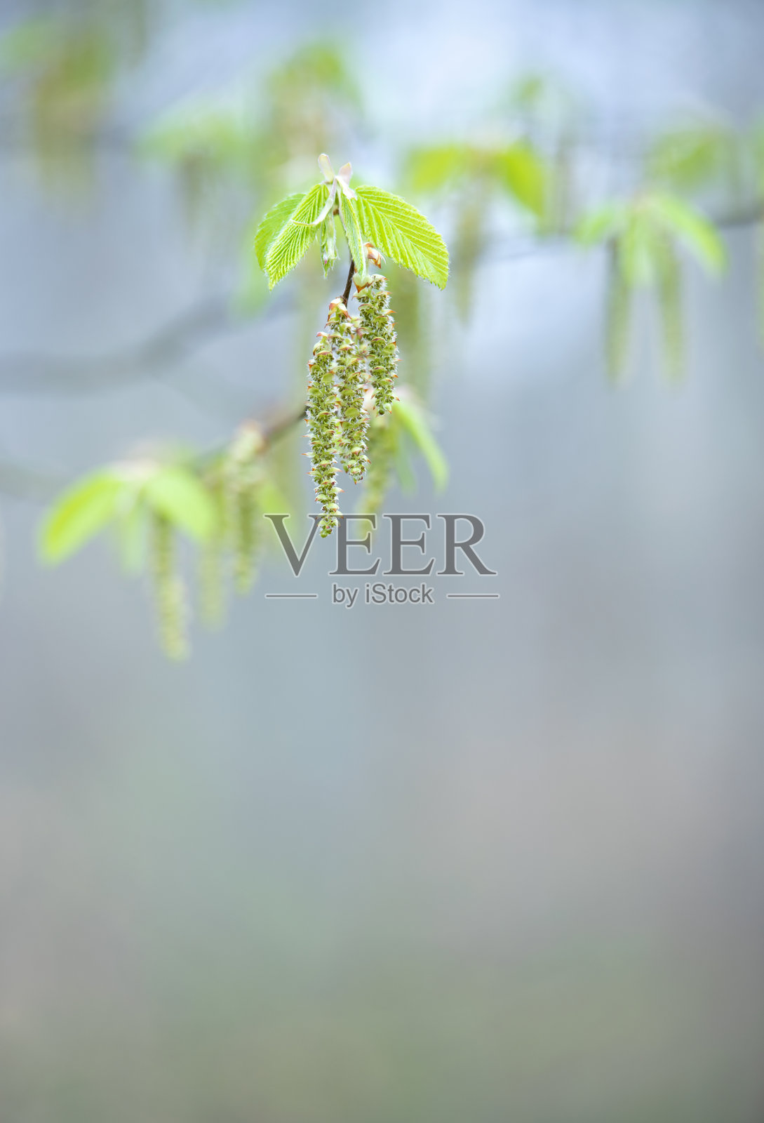 春天榉树的细腻绿叶和花朵照片摄影图片