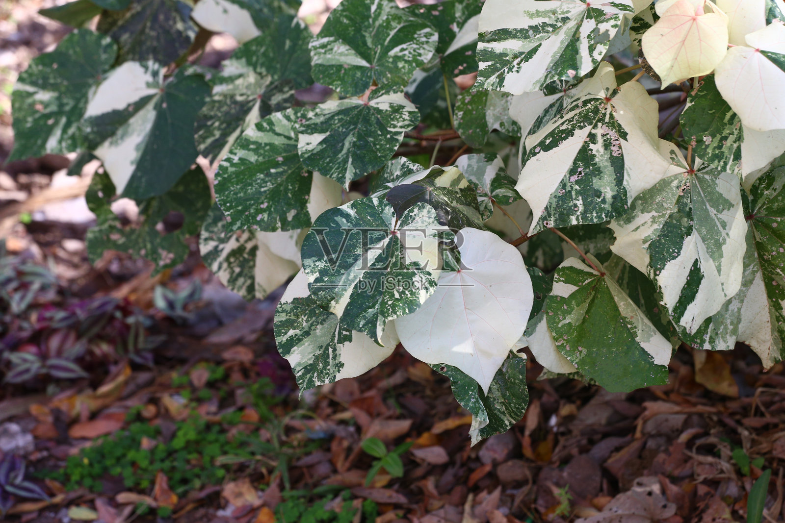 花园中的斑点菩提树叶。照片摄影图片