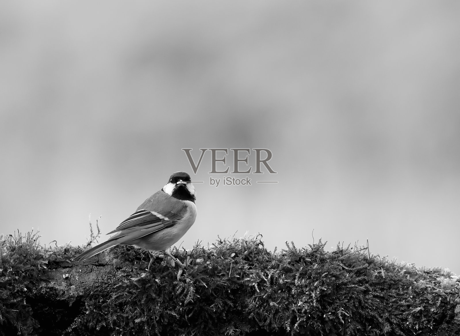 大山雀 (Parus major)照片摄影图片