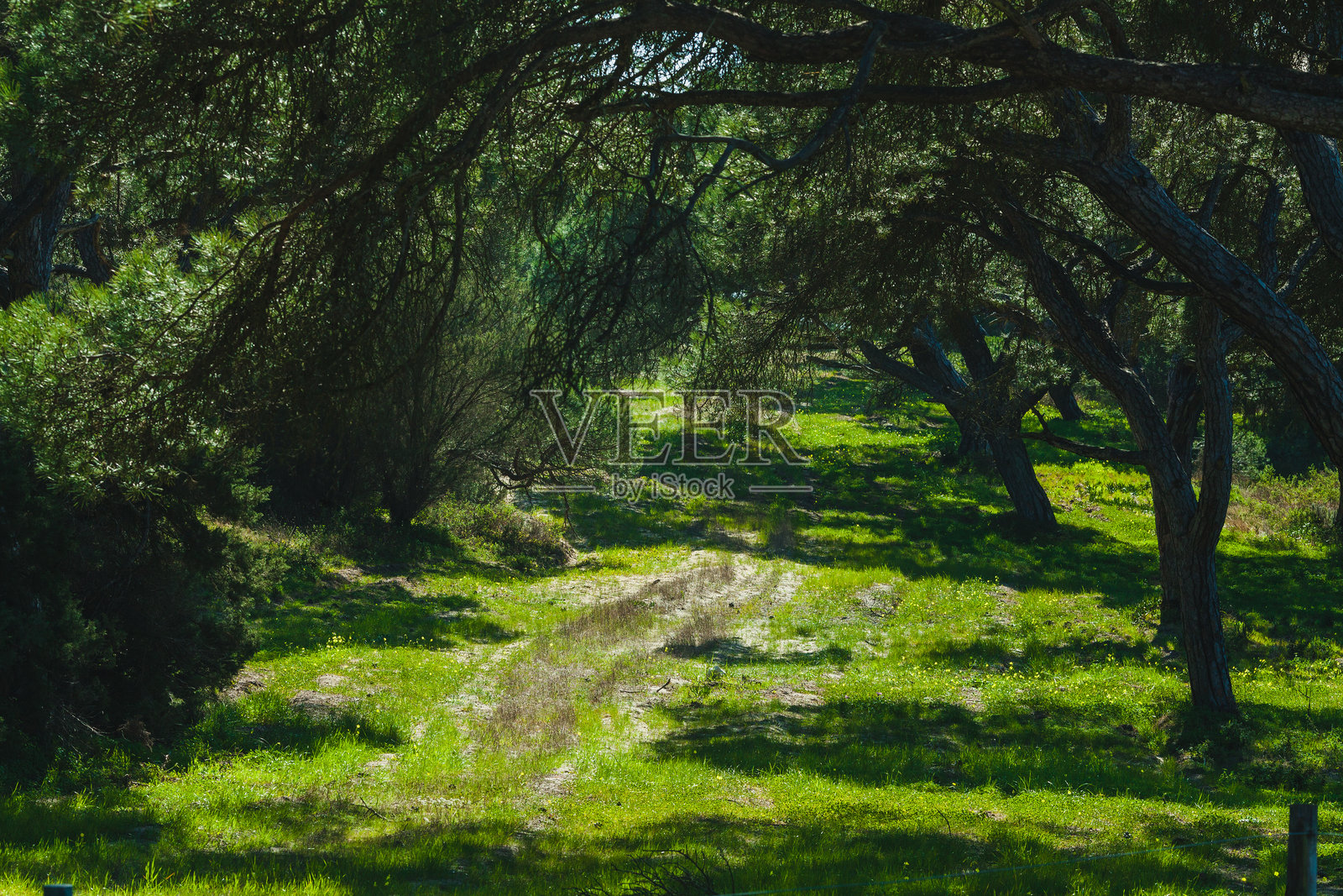 一条宁静的阴凉森林小径，铺满柔软的草地，四周高大的树木交错的枝干形成了一个宁静的绿色隧道效果。照片摄影图片