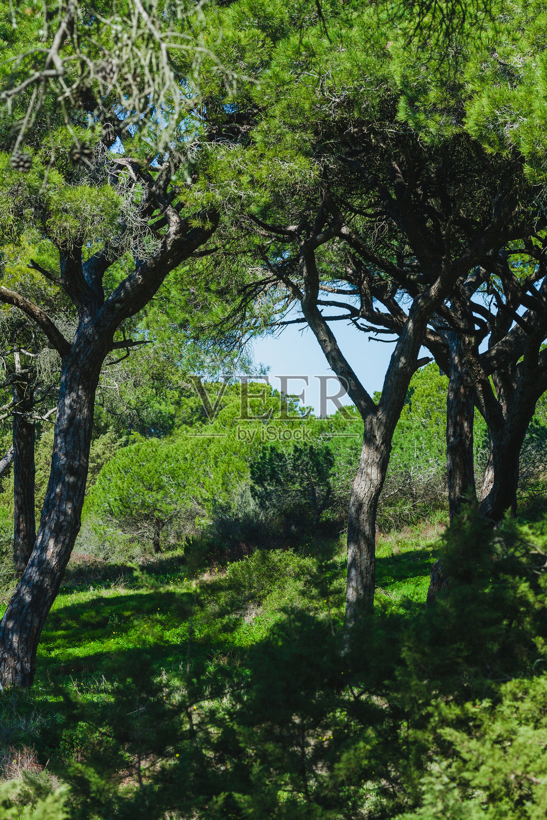 宁静的森林场景，高大的松树在茂盛的绿地上投下斑驳的阴影。树干深色而坚固，枝条向外延伸，形成自然的树冠。照片摄影图片