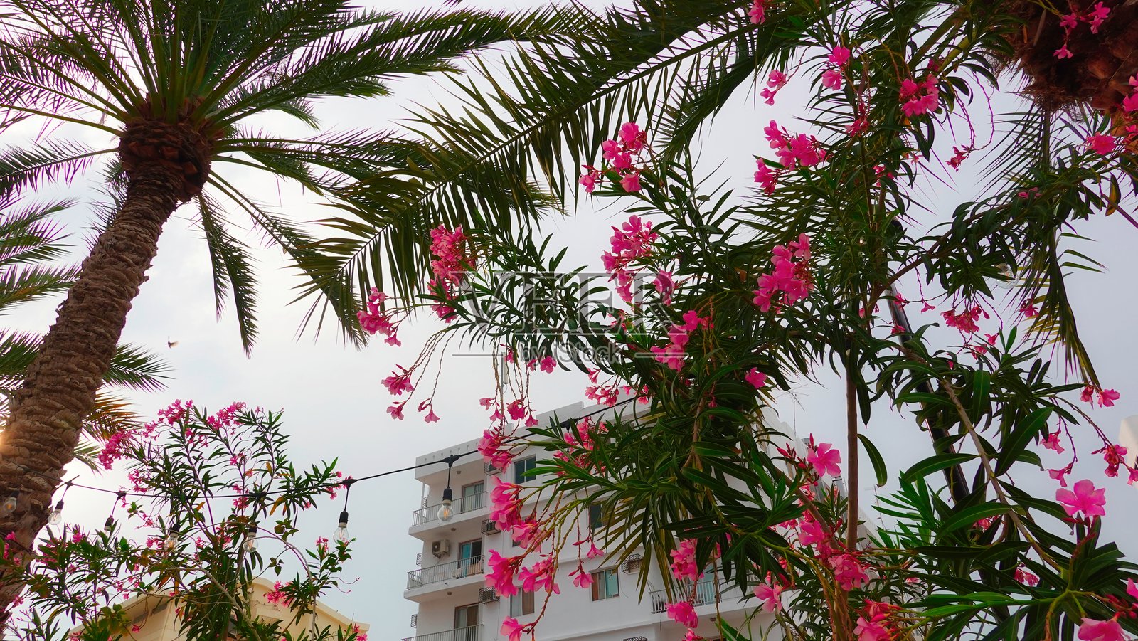 热带城市景观粉色鲜花棕榈树城市背景照片摄影图片