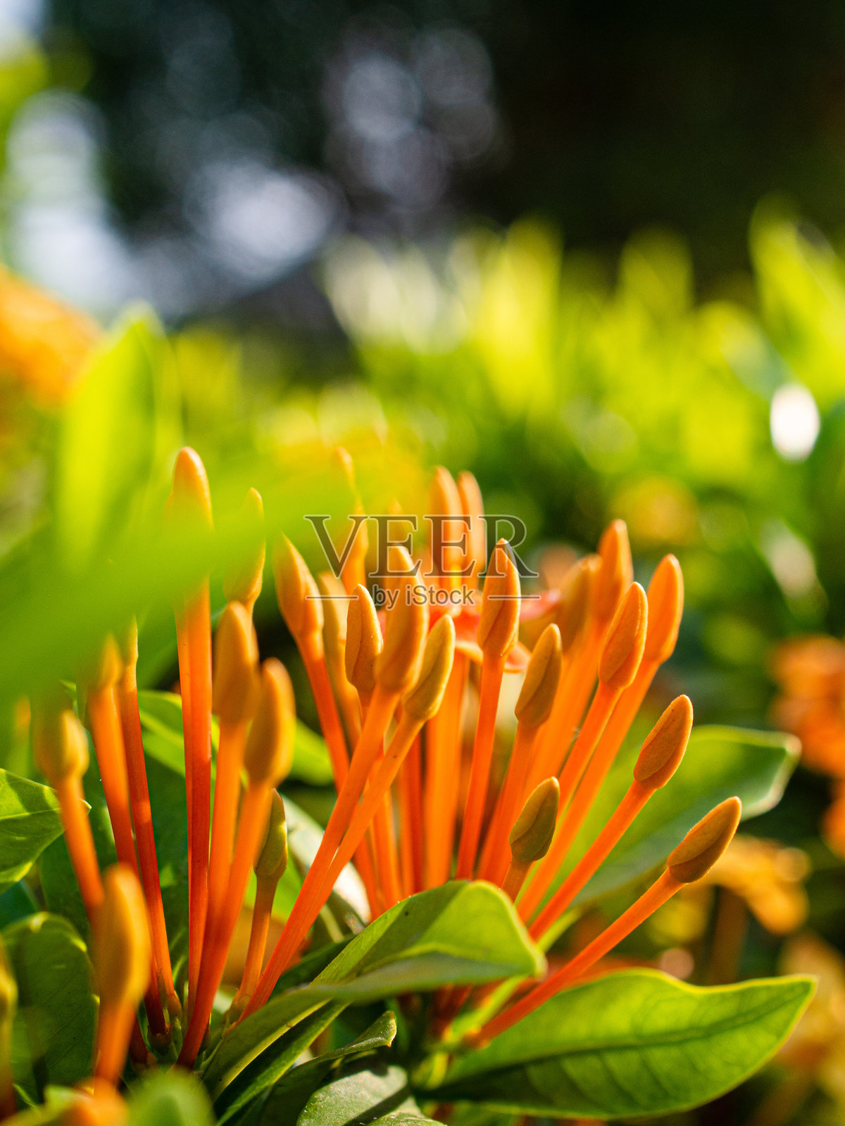 中国花卉照片摄影图片