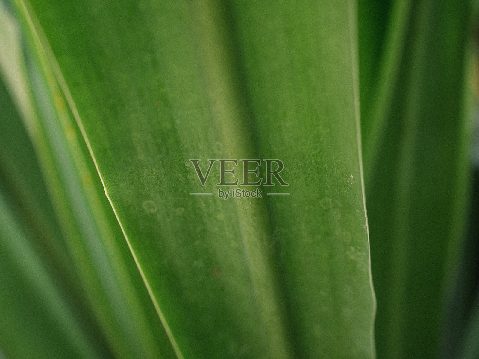 树叶特写照片摄影图片