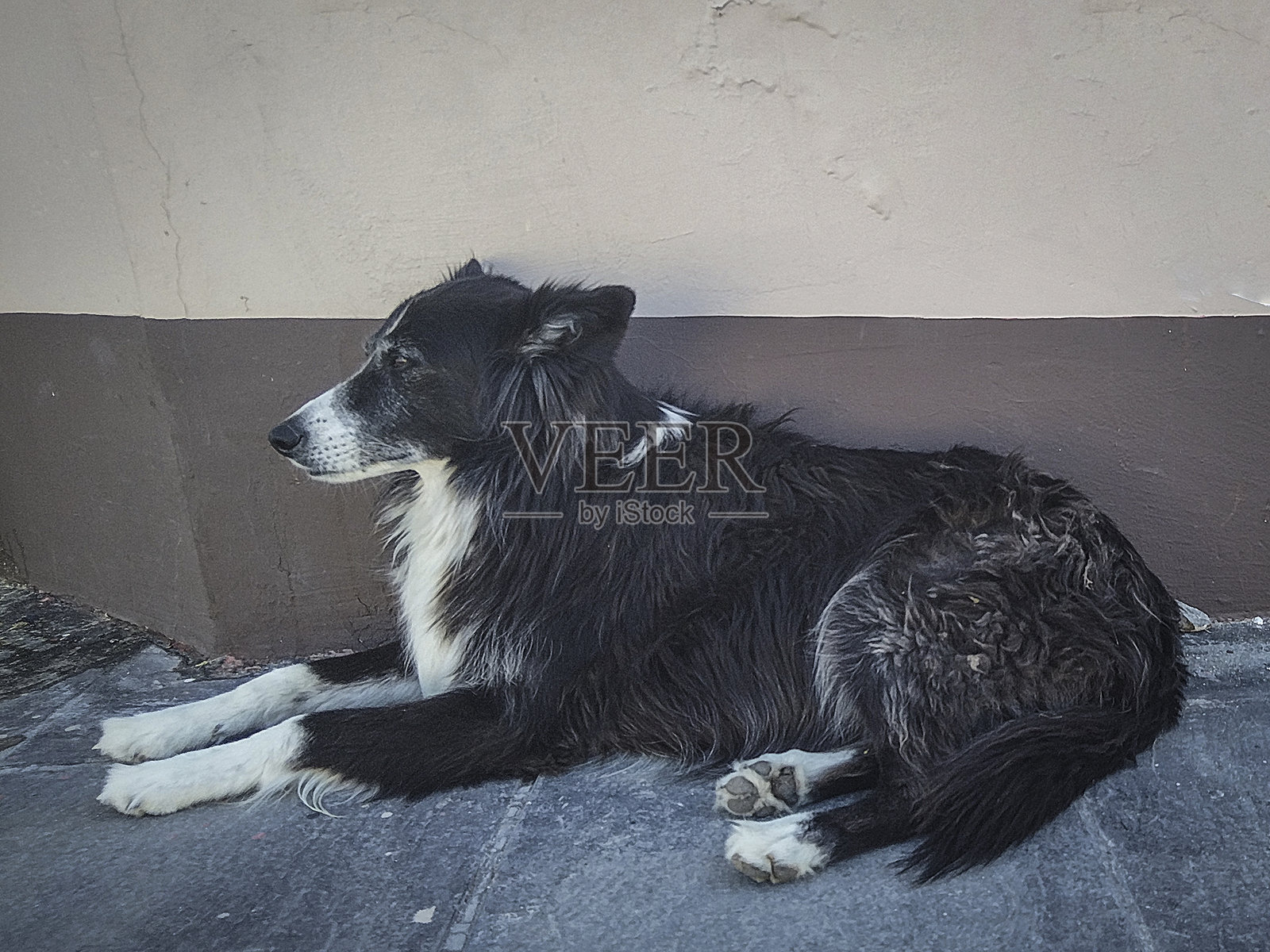 在阿根廷拉斯格鲁塔斯街道旁，黑白相间的狗狗靠在墙上休息。照片摄影图片