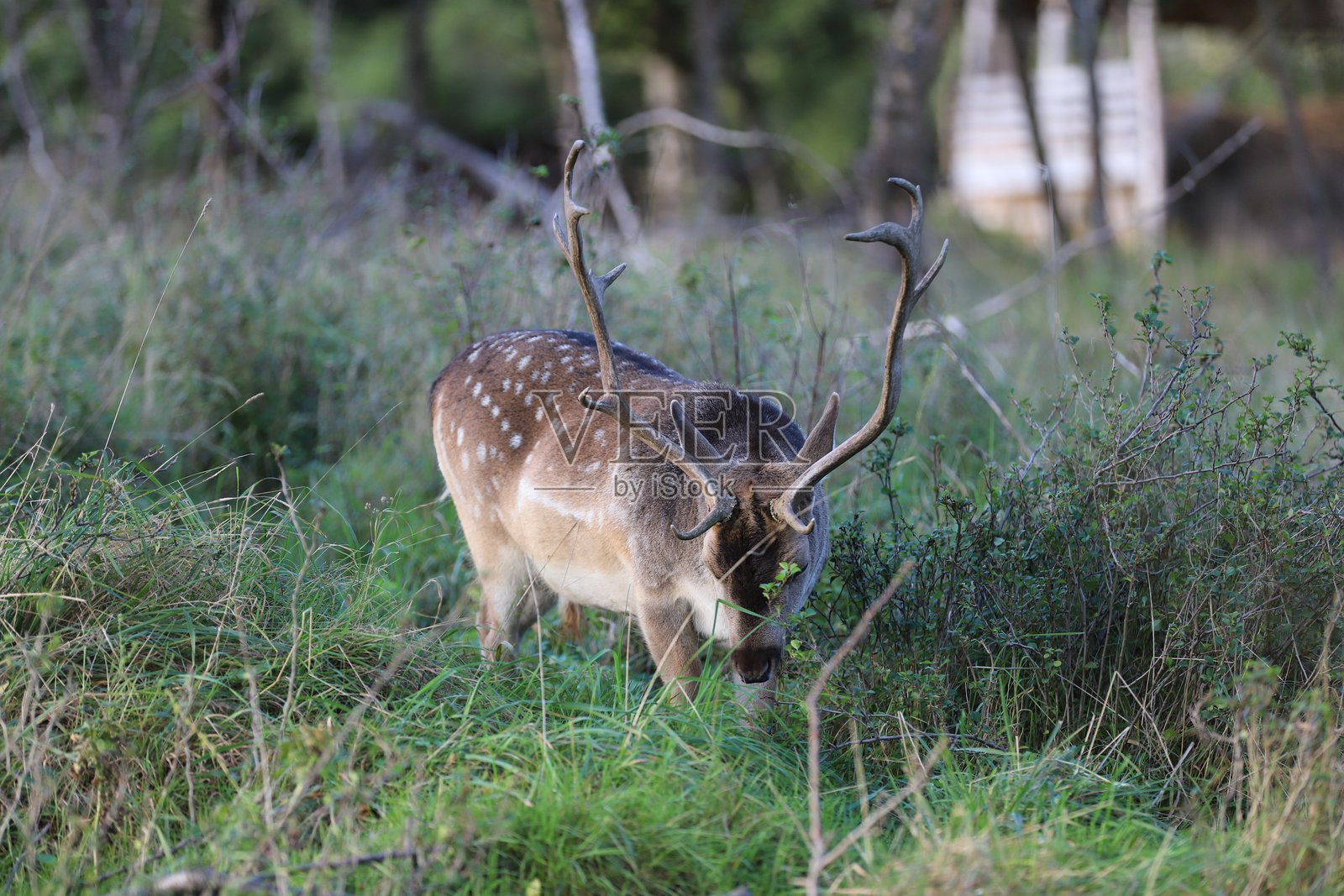 在森林空地上，一只带角的梅花鹿正在吃草。照片摄影图片