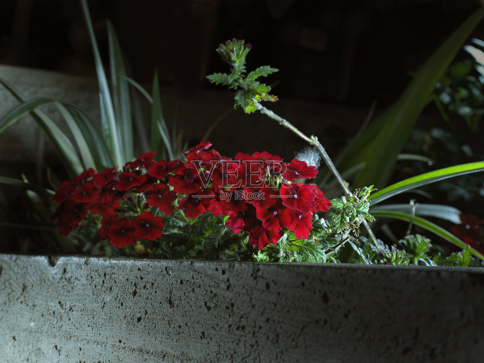 黑色背景上的红色天竺葵花朵照片摄影图片