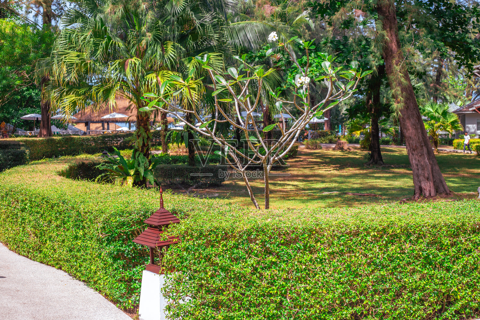 海边放松。热带花园的景观设计，椰子树环绕。旅游与旅行。照片摄影图片