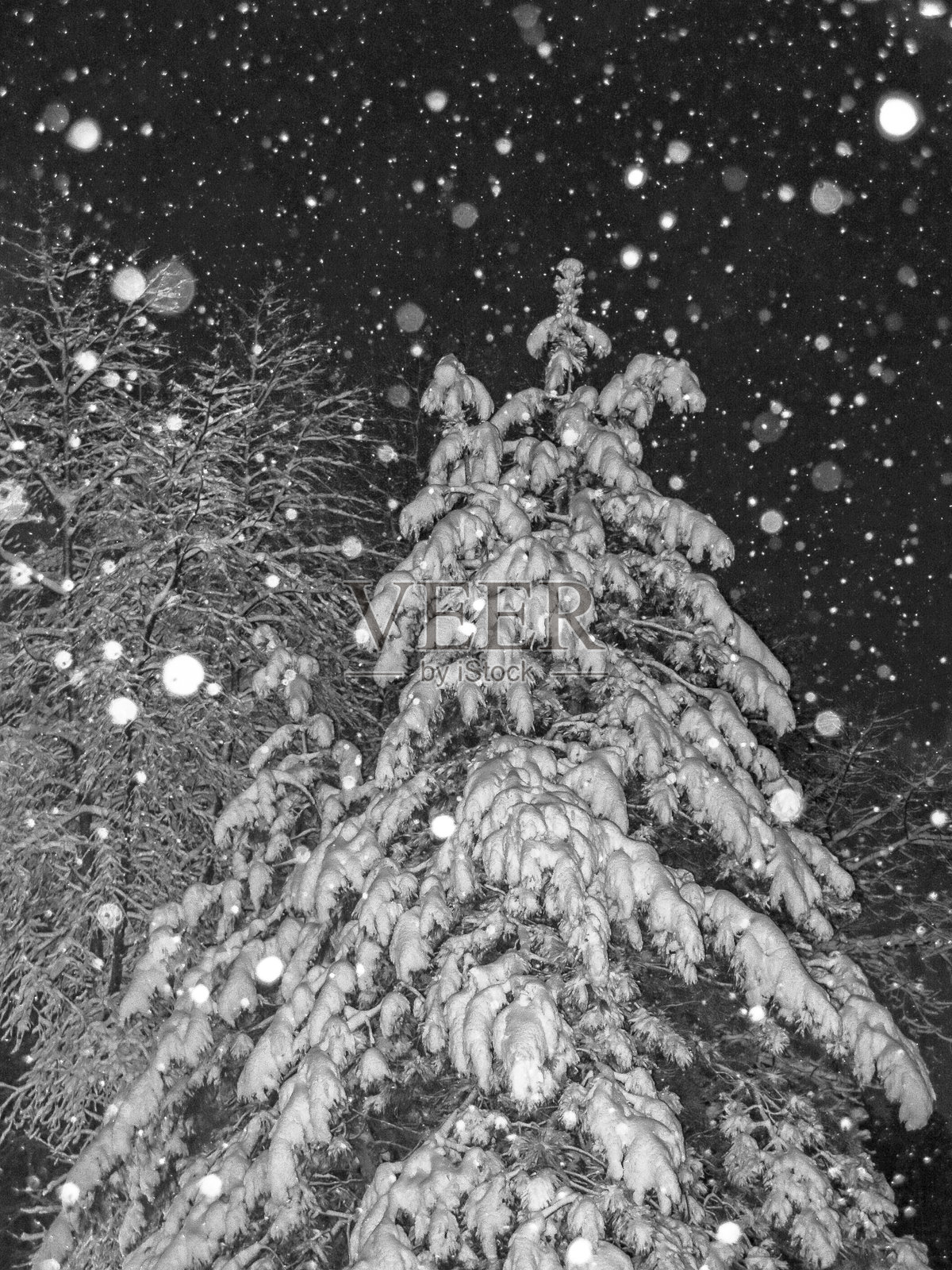 夜晚飘落的雪花与松树上的积雪照片摄影图片