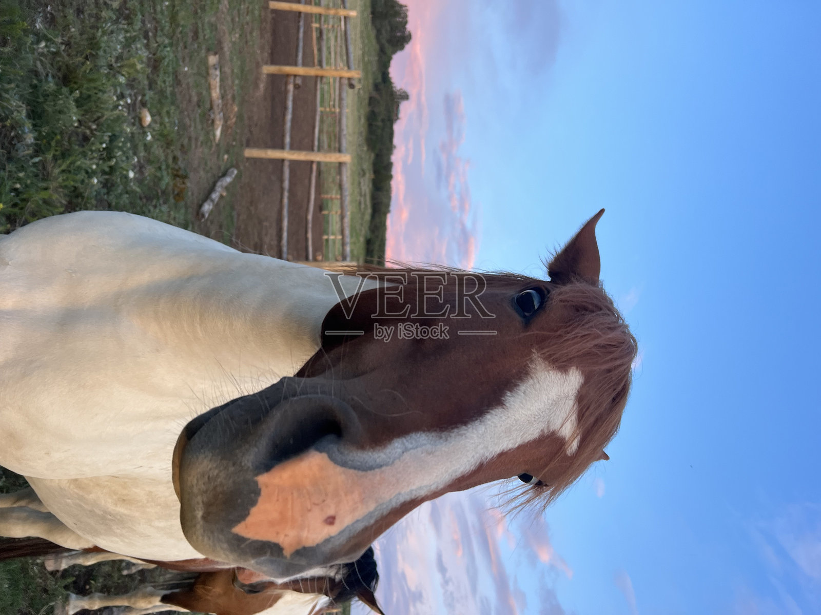 马 | 自然中的野生美洲野马照片摄影图片