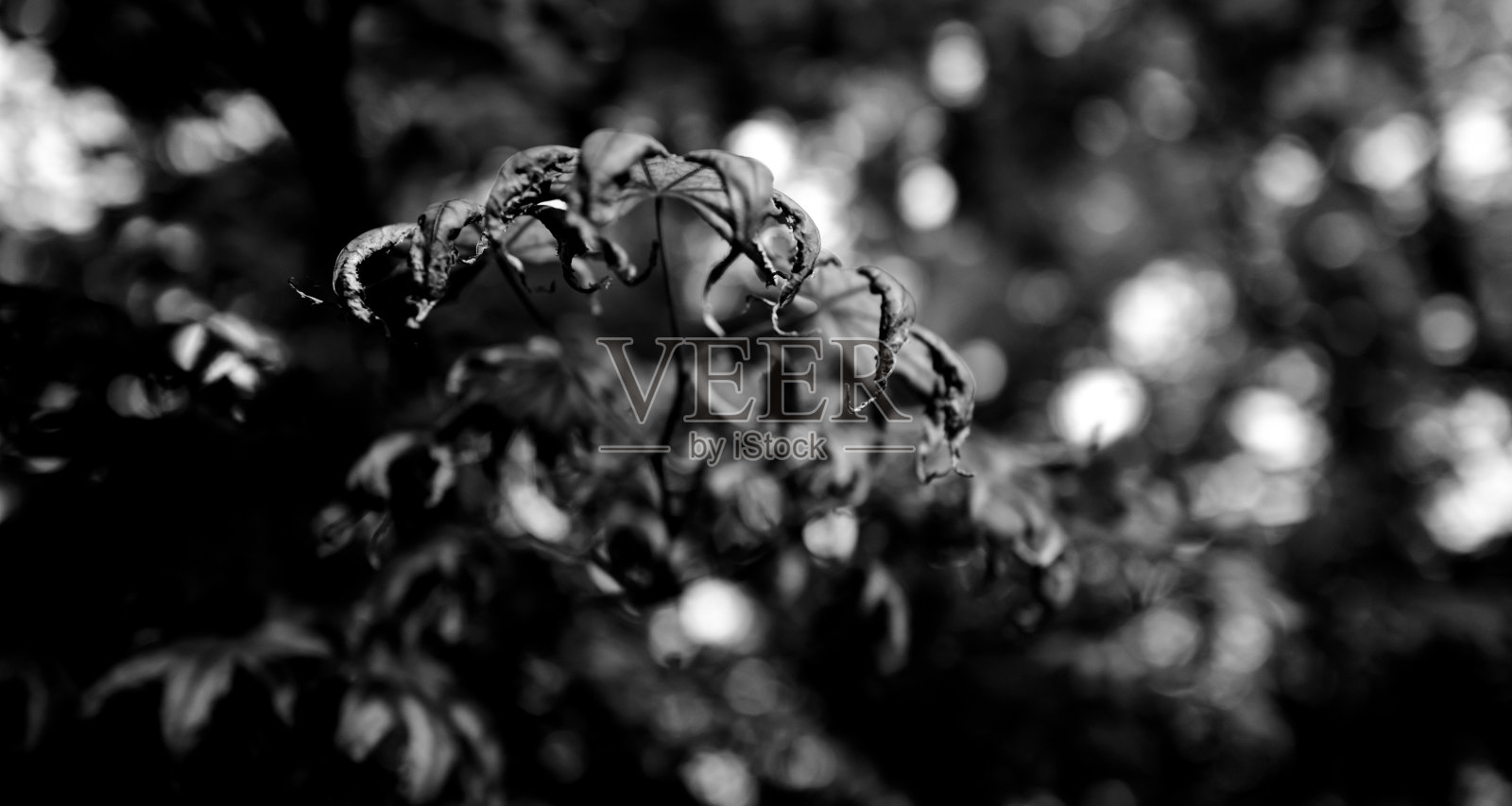 因干旱气候而枯萎的植物叶子。使用单色传感器拍摄，细节丰富。照片摄影图片