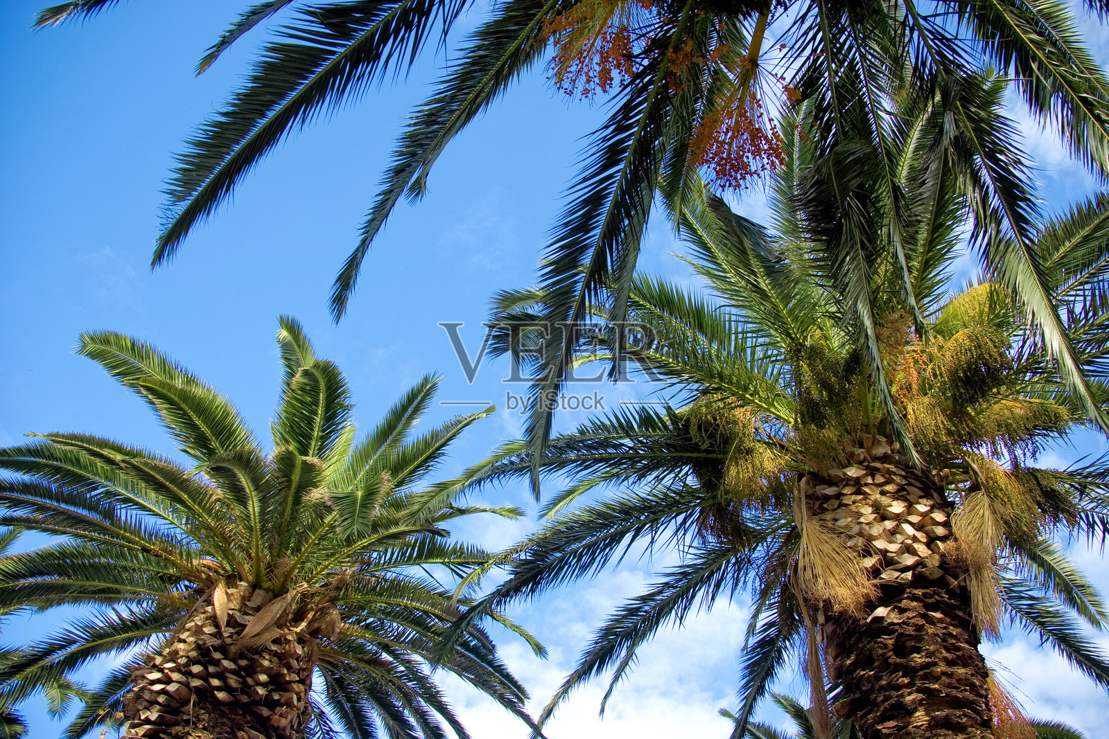 低角度视图下美丽的棕榈树与天空相映成趣照片摄影图片