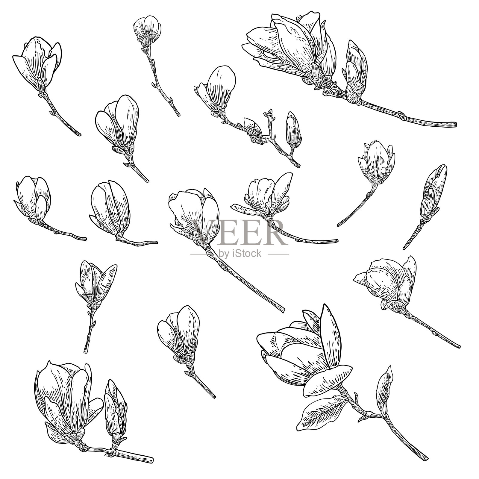 木兰花绘画套装。真实树木的花卉植物枝条素描。黑白线条艺术，独立于白色背景。真实手绘的木兰花插图。矢量图。插画图片素材