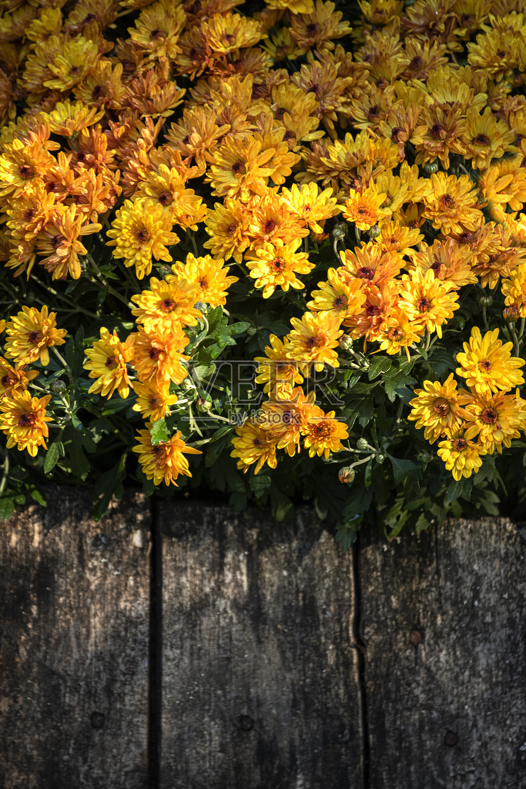 阳光明媚的秋天，橙色的菊花在一座古老的木栅栏旁盛开。照片摄影图片