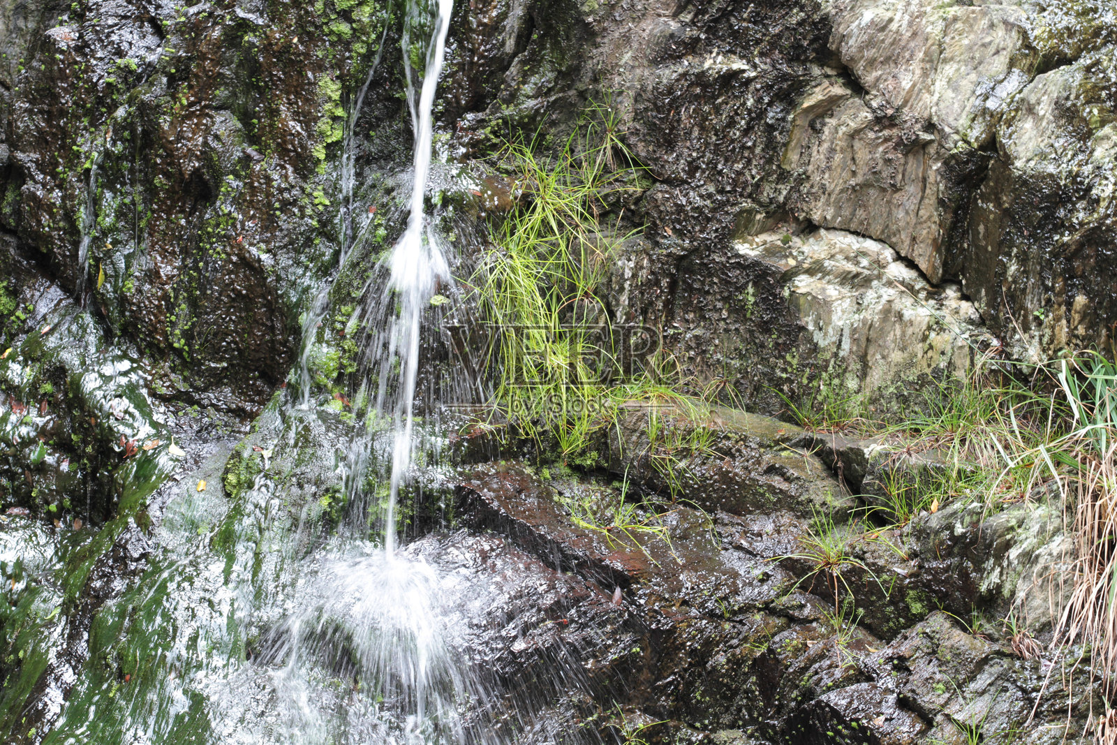 南非齐齐卡马国家公园照片摄影图片