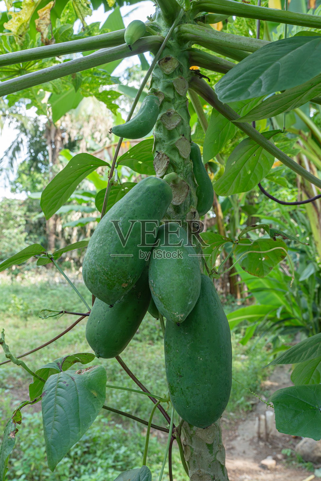 新鲜有机的黄瓜在阳光普照的花园中成熟，展现了大自然的丰饶和农民的用心。照片摄影图片