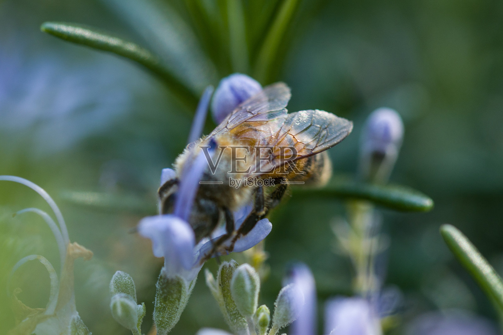 蜜蜂特写镜头照片摄影图片