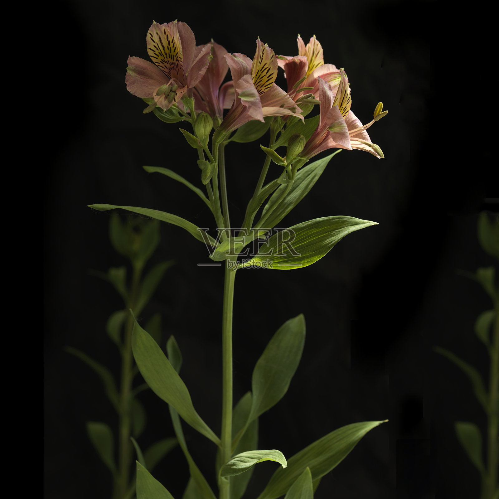 美丽盛开的百合花特写镜头照片摄影图片