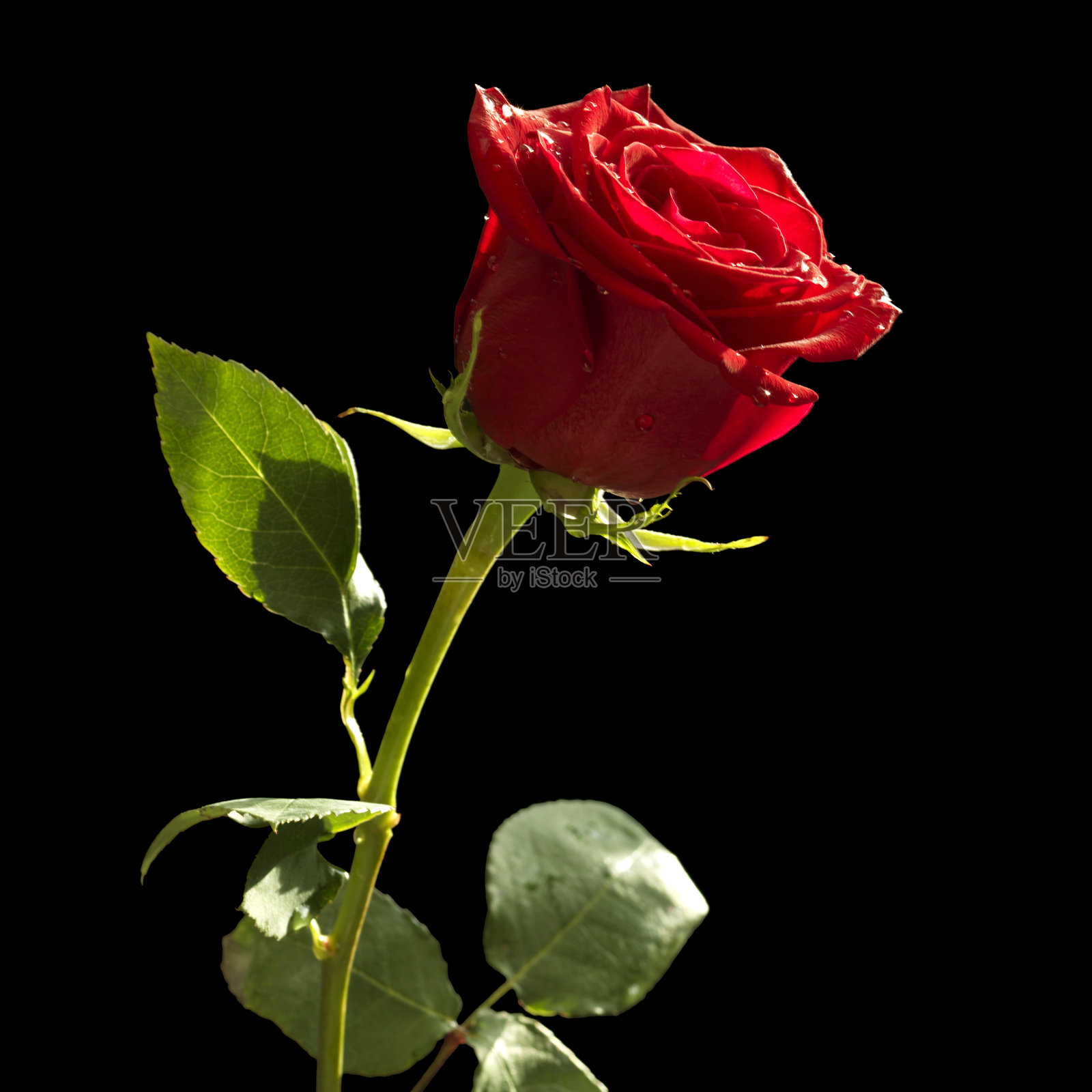 黑色背景上的美丽红玫瑰，伴随自然光照射照片摄影图片