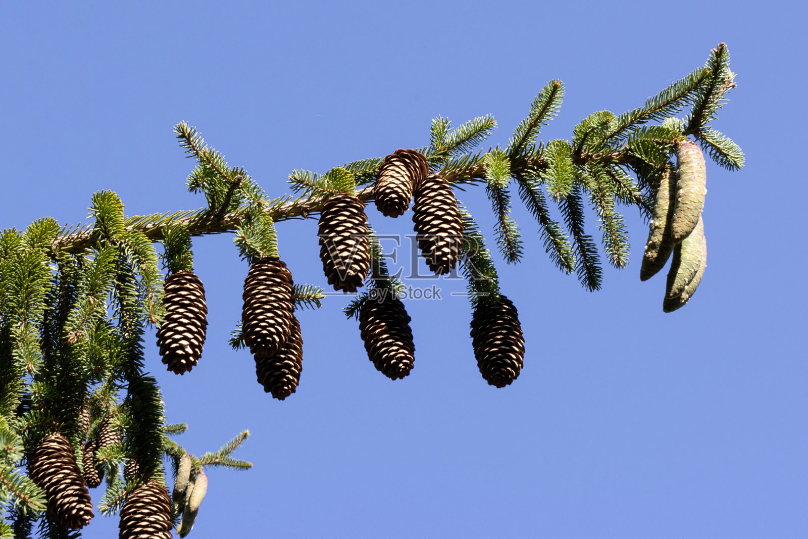 蓝天映衬下的云杉树上的松果照片摄影图片