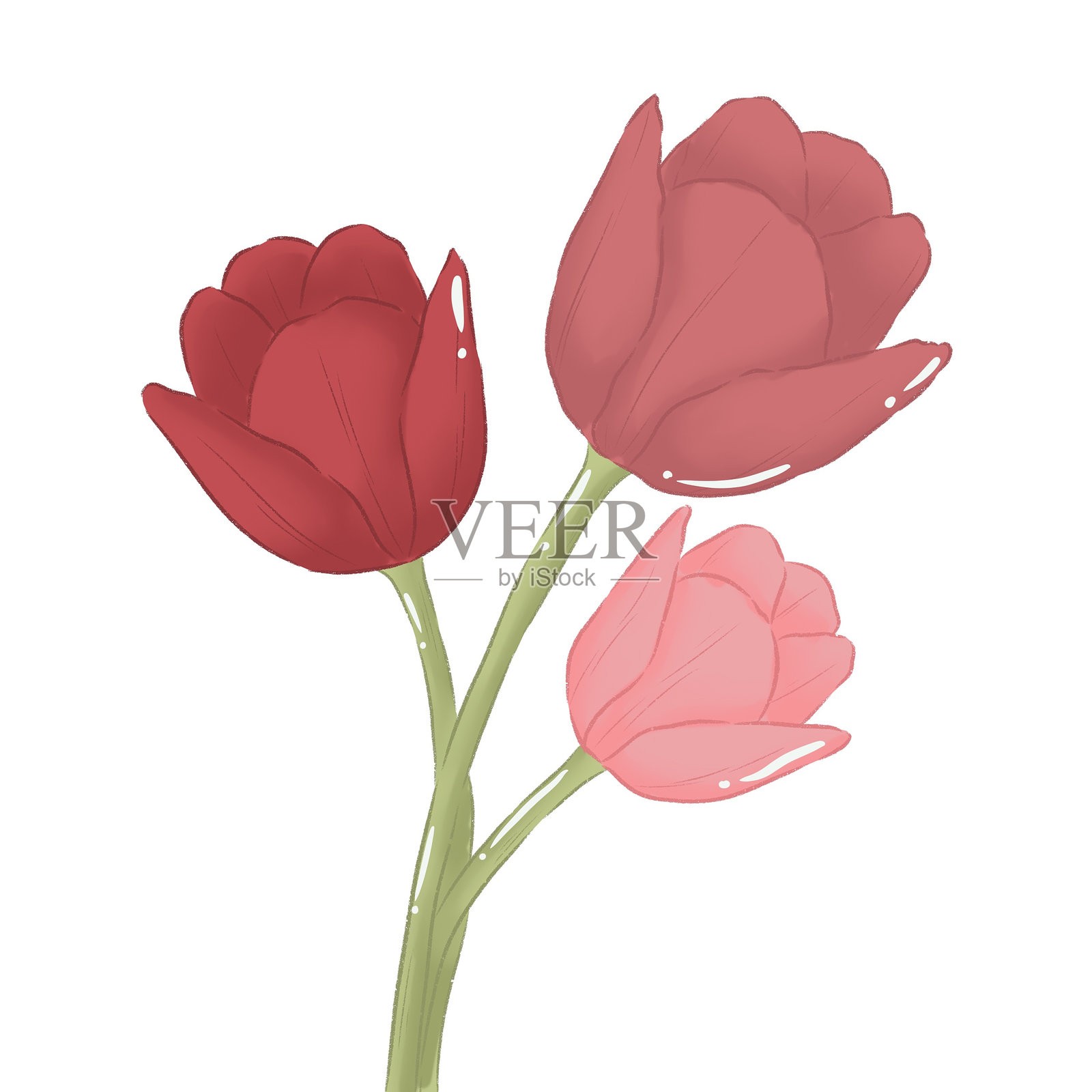 郁金香花插画图片素材