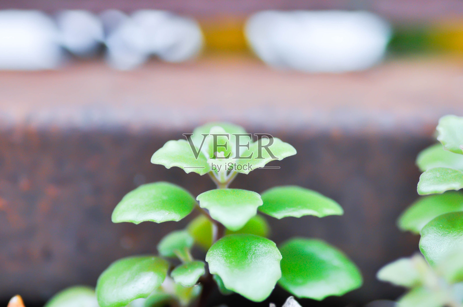 豆瓣绿或椒草、炮弹草或胡椒薄荷微型盆栽照片摄影图片