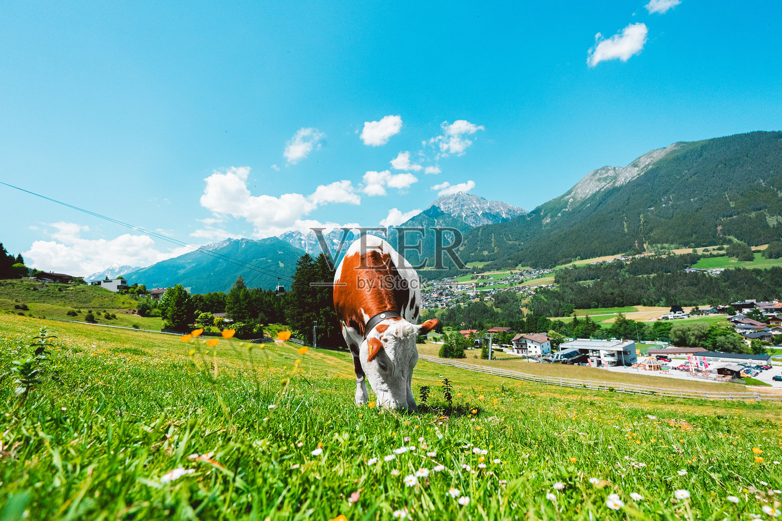 白色和棕色的牛在山地风景中的绿色牧场上吃草照片摄影图片
