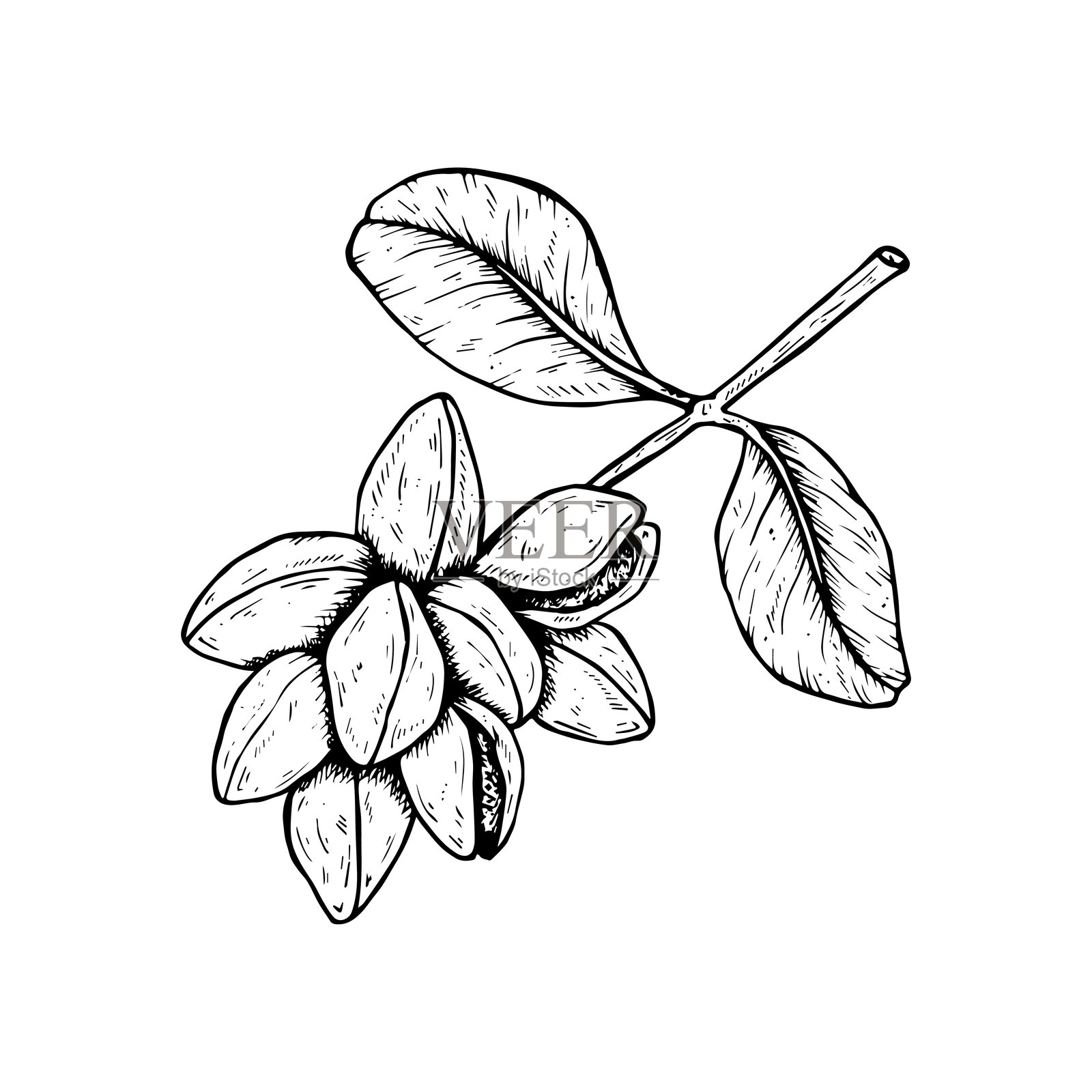 黑白植物图形矢量插图，展示带叶子的开心果枝条。黑色线条手绘草图，采用雕刻风格，包含填充和不包含填充的版本。插画图片素材