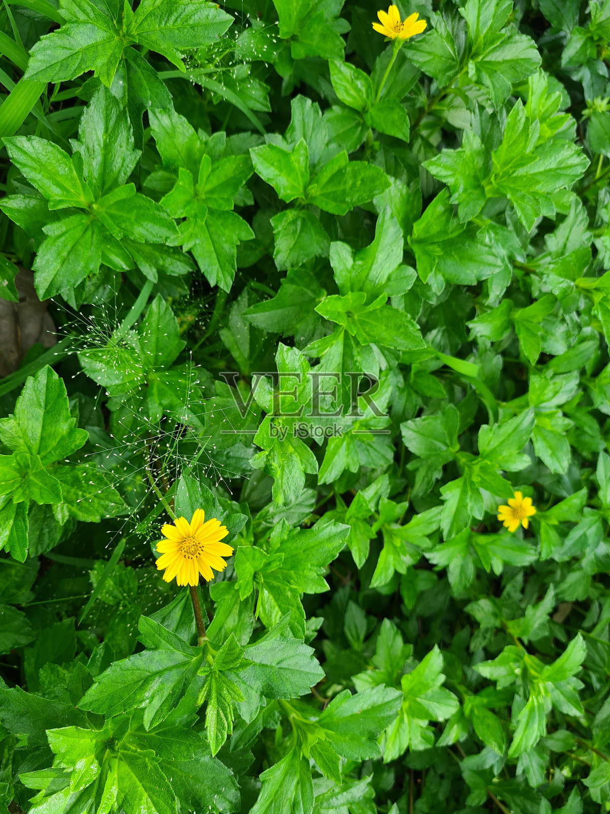 绿色草地纹理背景照片摄影图片