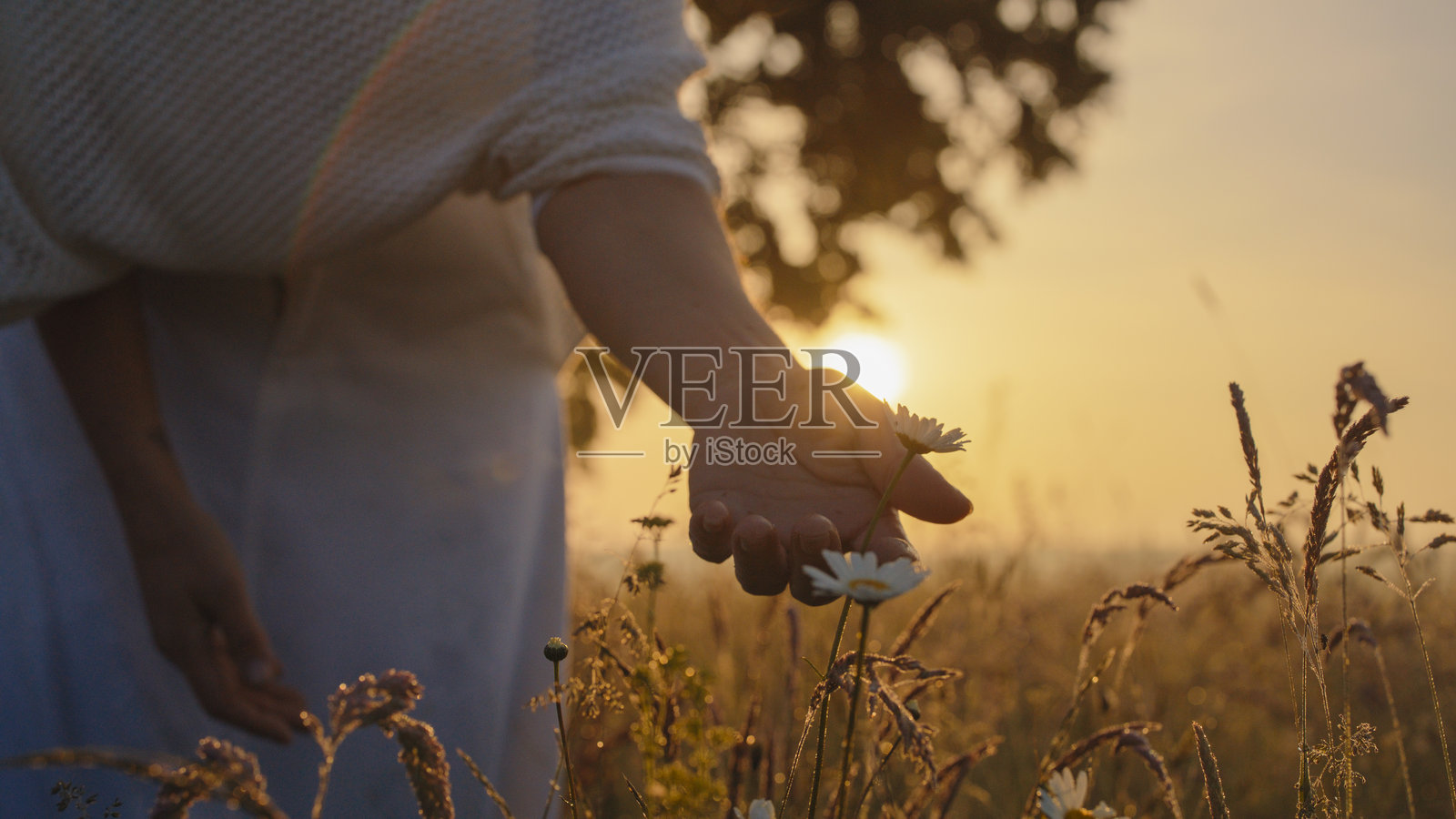宁静的女性在黄昏时分享受乡村花卉照片摄影图片