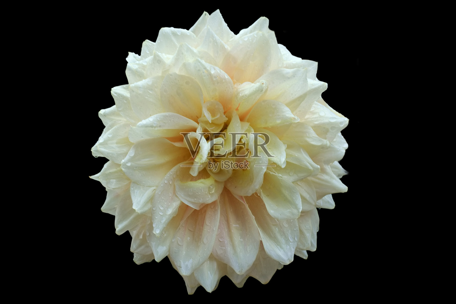 花朵，菊花，切下，水滴，湿润，背景，黑色，花瓣，自然，植物学照片摄影图片