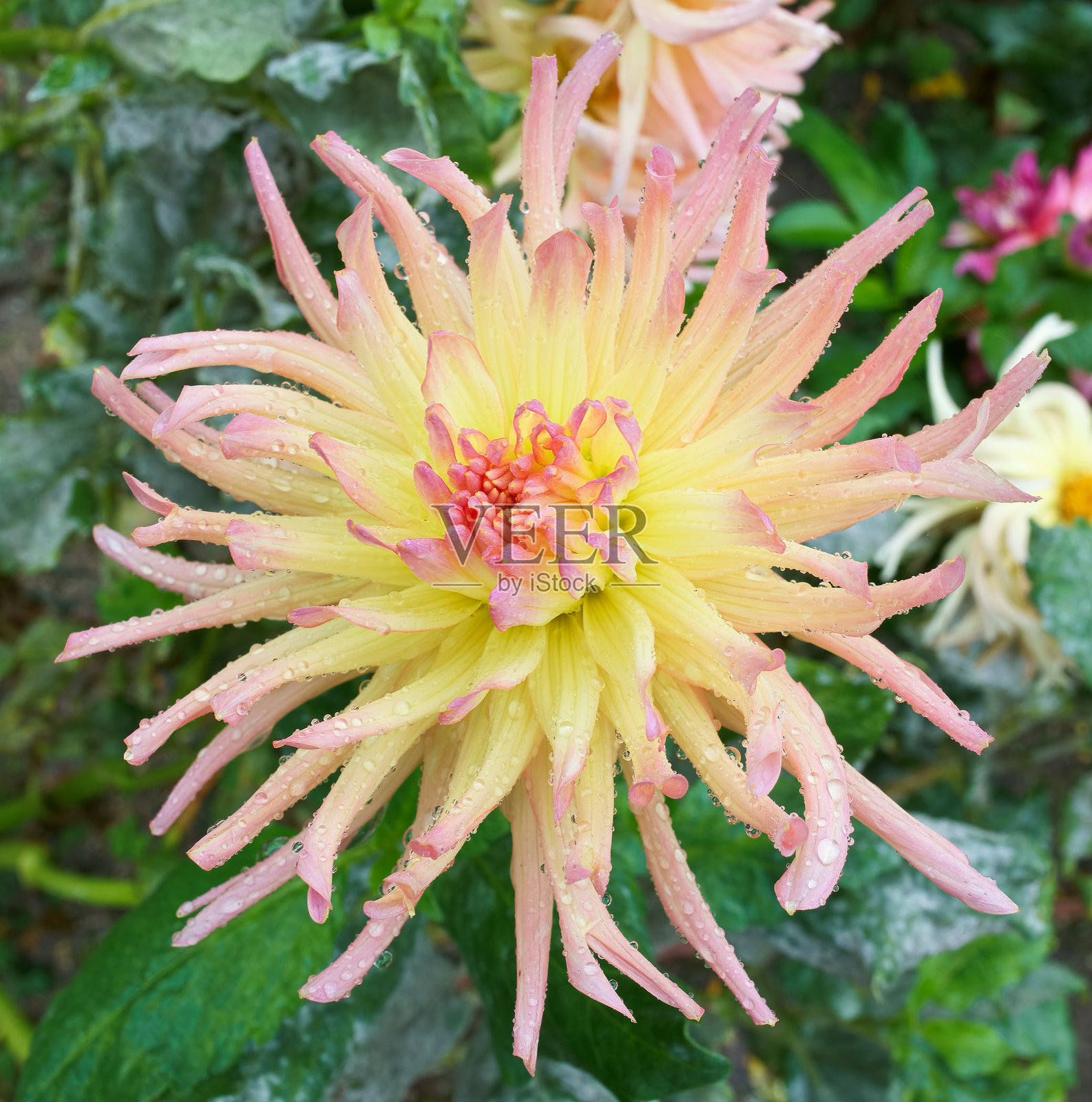 菊花，花朵，颜色，自然，花瓣，美丽，植物，新鲜，植物学，花艺，照片摄影图片