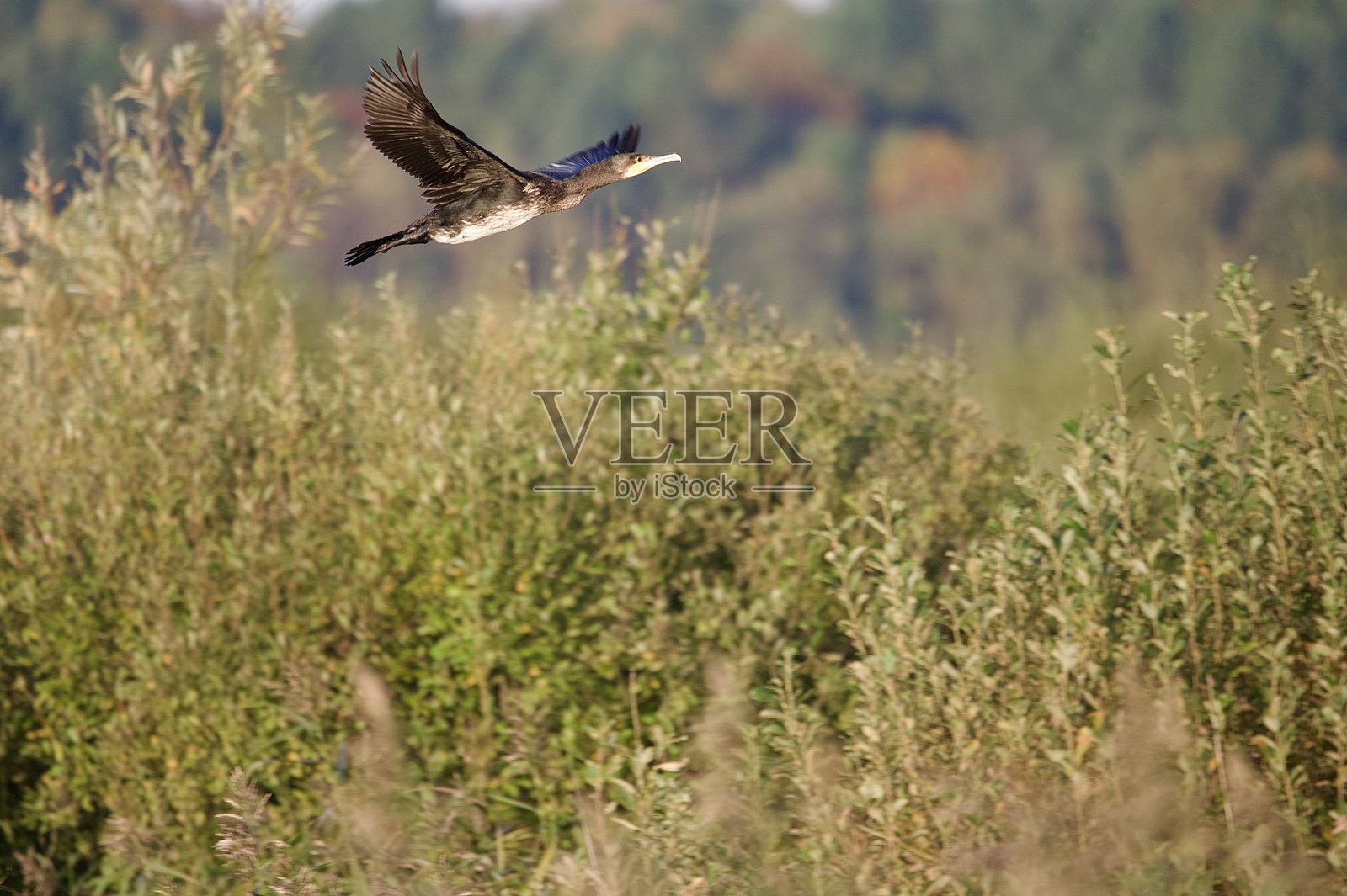 飞翔在树木上方的鸬鹚鸟照片摄影图片
