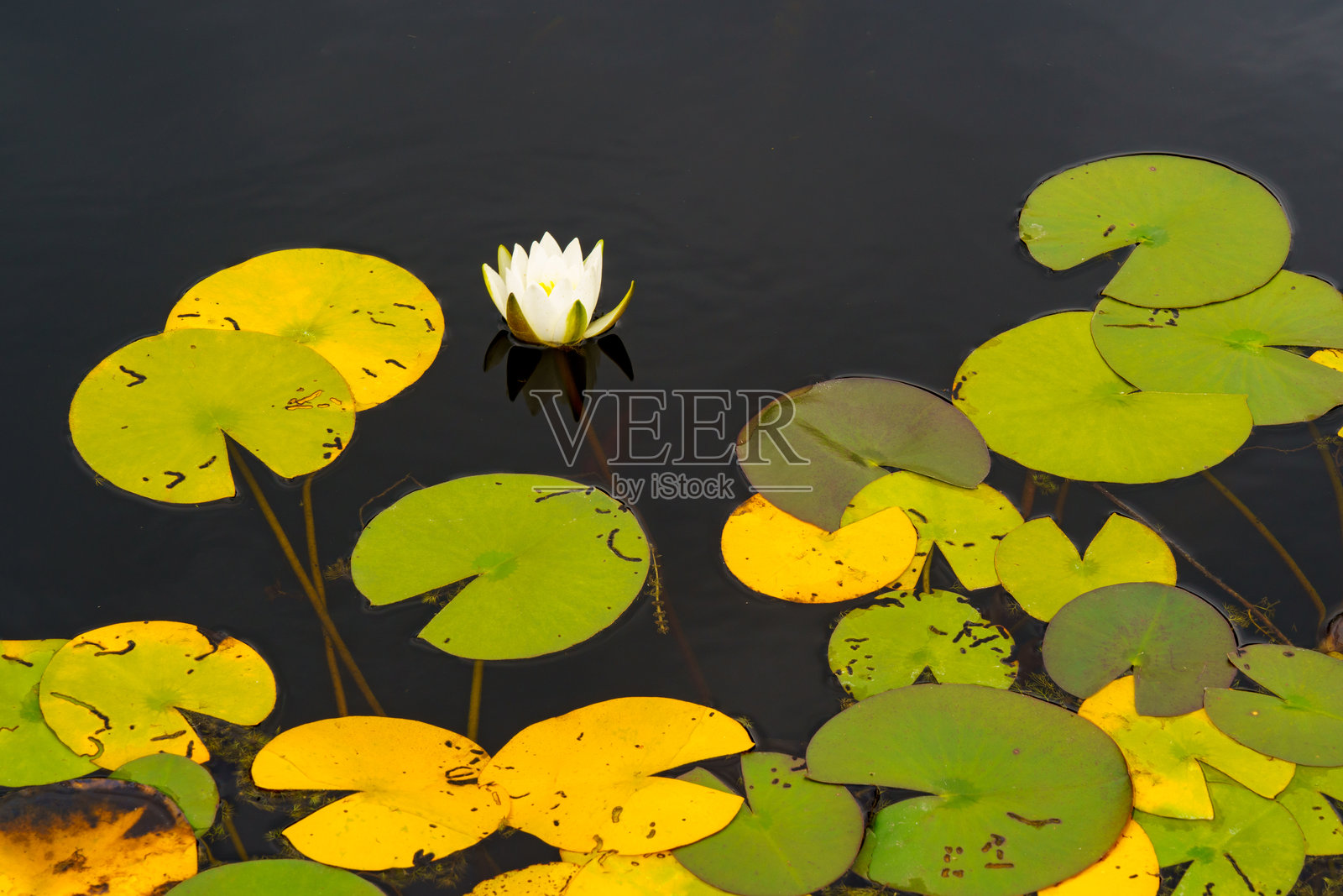 美丽的白色水生植物，属于睡莲科（Nymphaeaceae），生长在黑暗的池塘中。照片摄影图片
