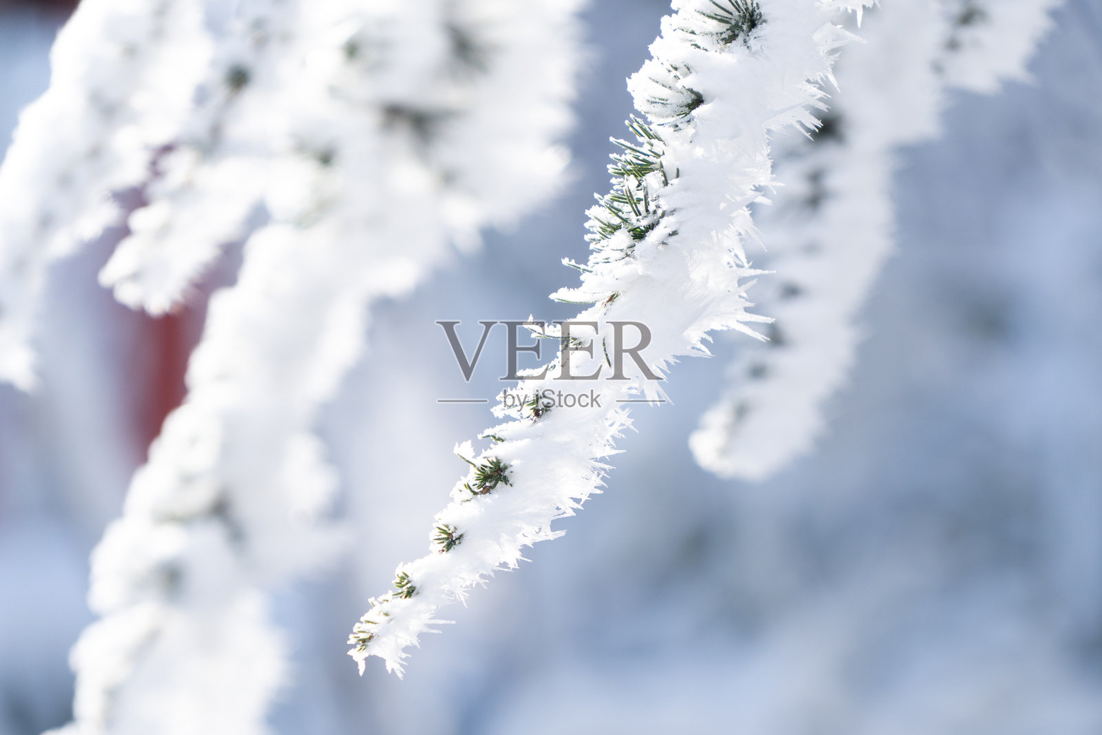 雪覆盖的云杉树枝特写。冬季森林。冬季背景。照片摄影图片