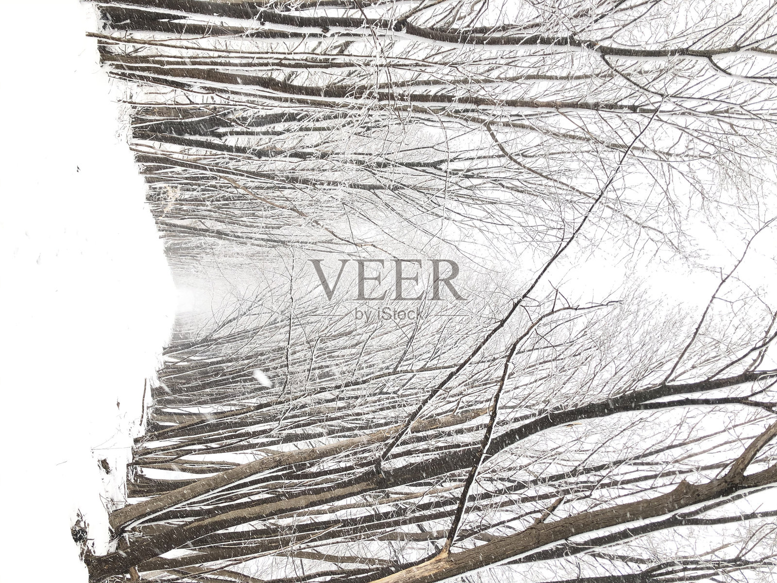 雪-covered森林照片摄影图片